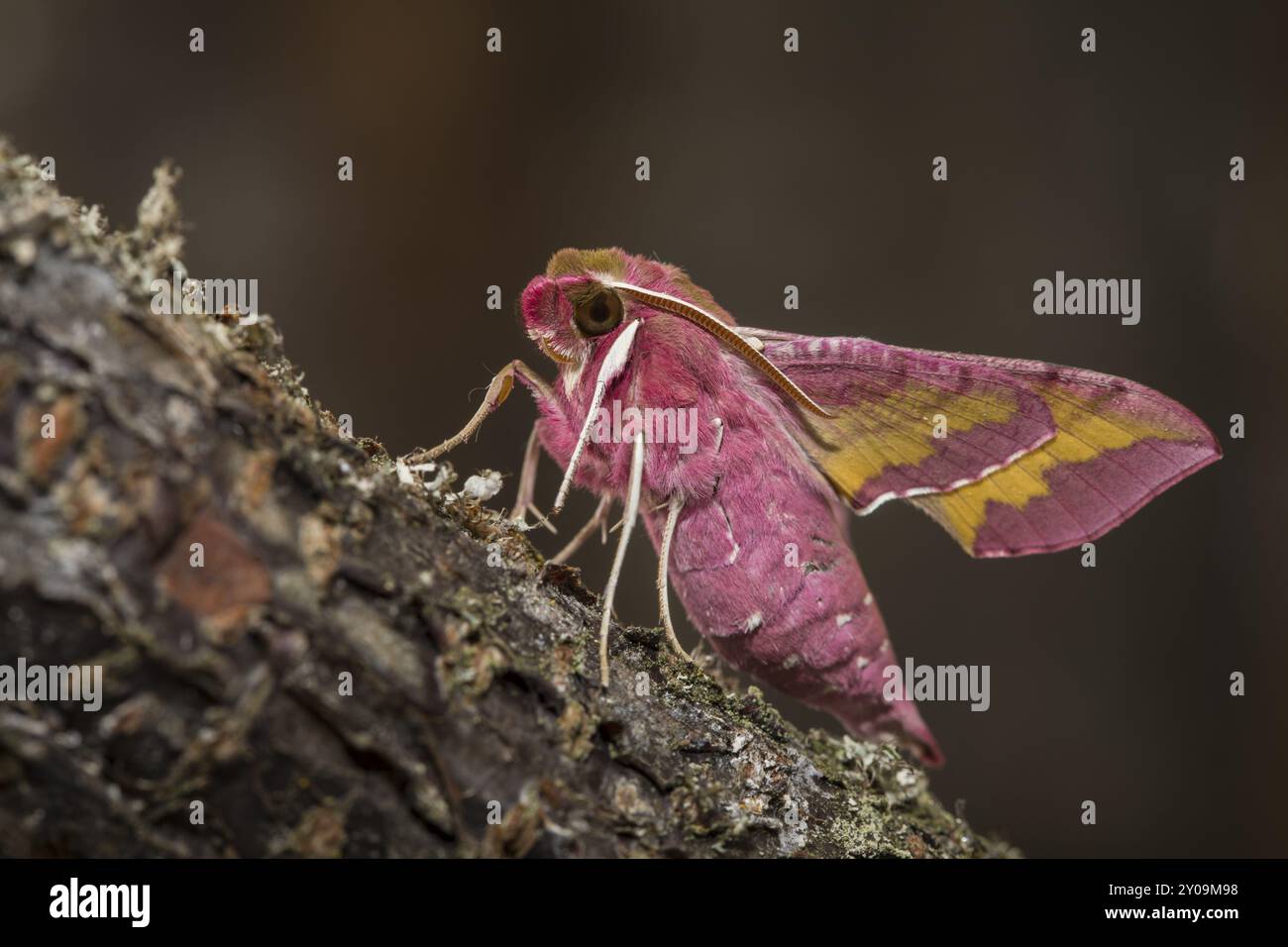 Kleine Elefantenfalke-Motte Deilephila porcellus, kleine Elefantenfalke-Motte Stockfoto