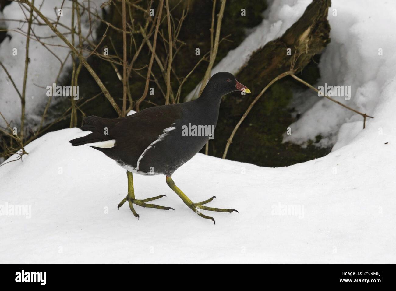 Grünfußmoorhen, Gallinula chloropus, gemeine Moorhen Stockfoto