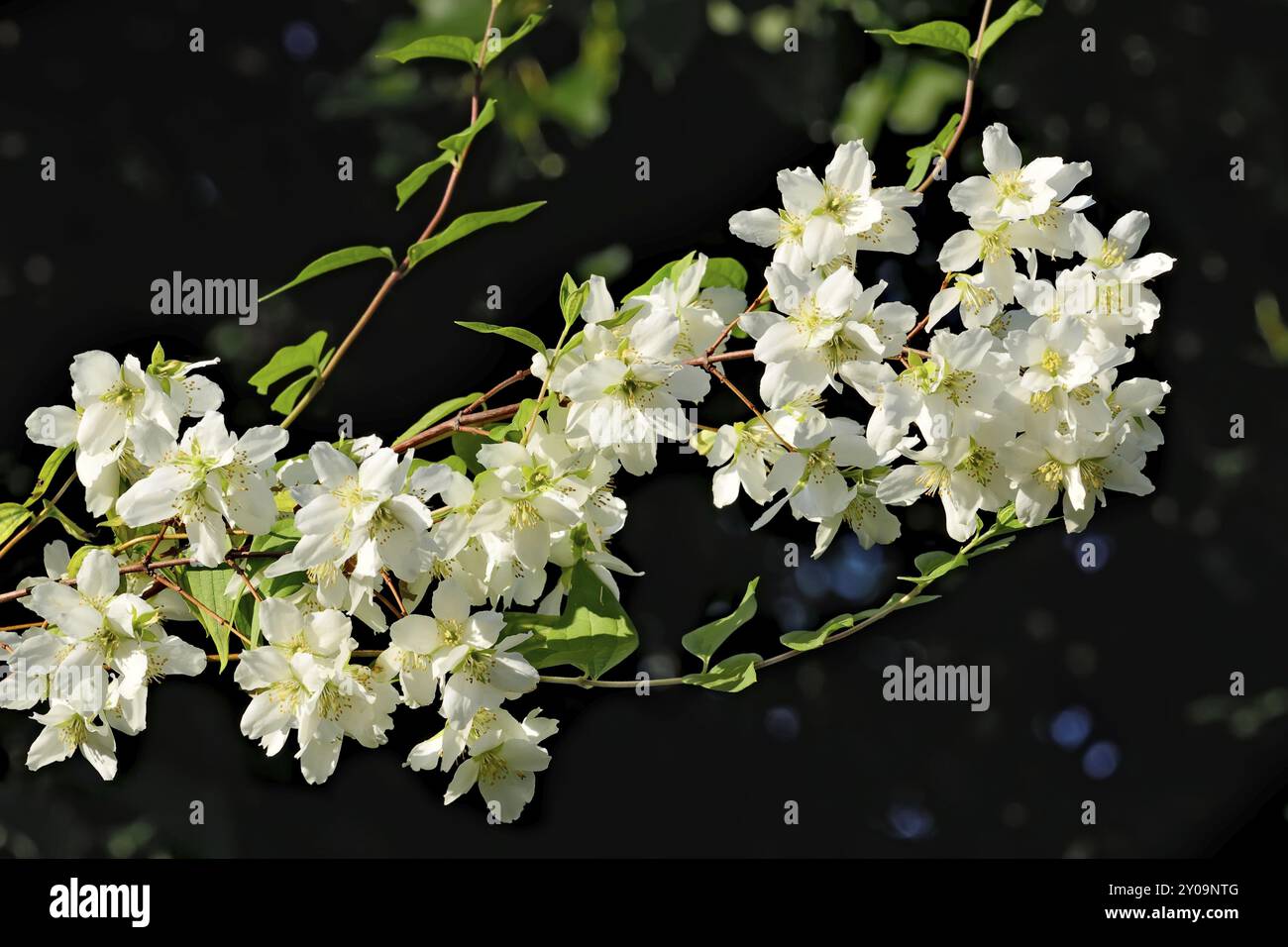Blumen verspotten orange (Philadelphus) nahe am blauen Himmel Stockfoto