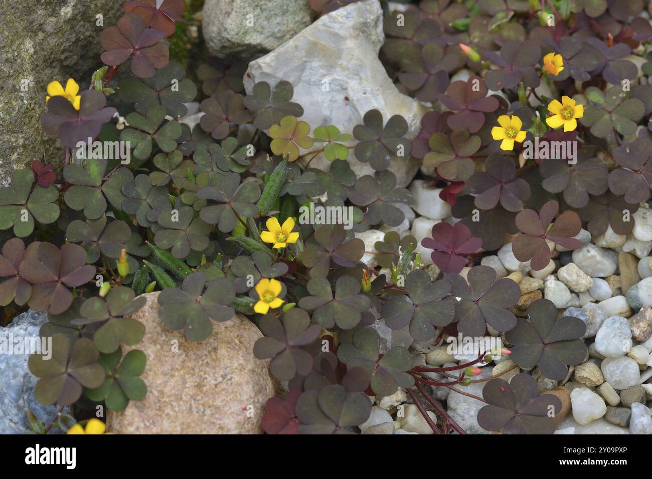Horn sauerklee -Fotos und -Bildmaterial in hoher Auflsung  Alamy