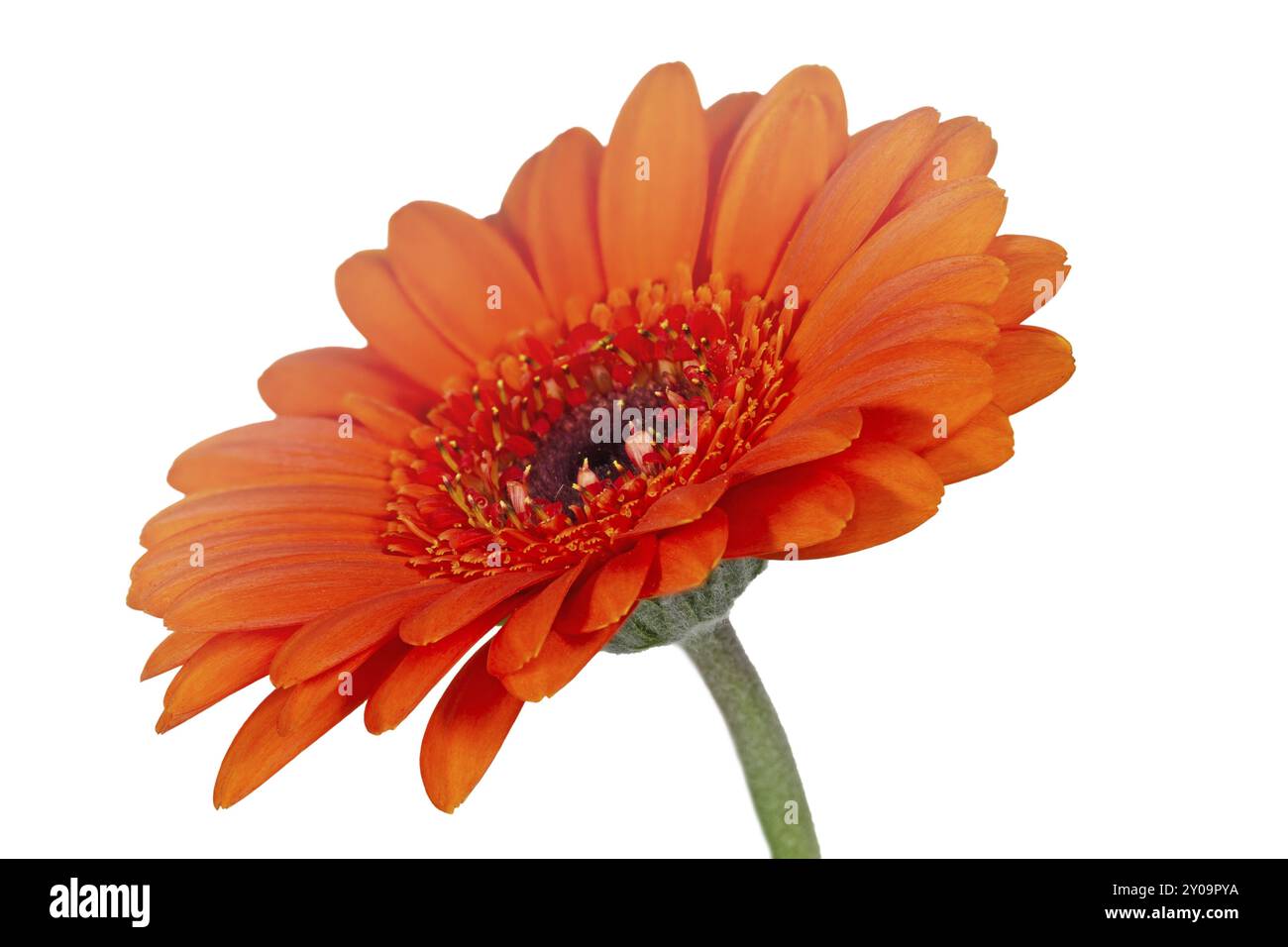 Orangefarbene Gerbera, Nahaufnahme Stockfoto