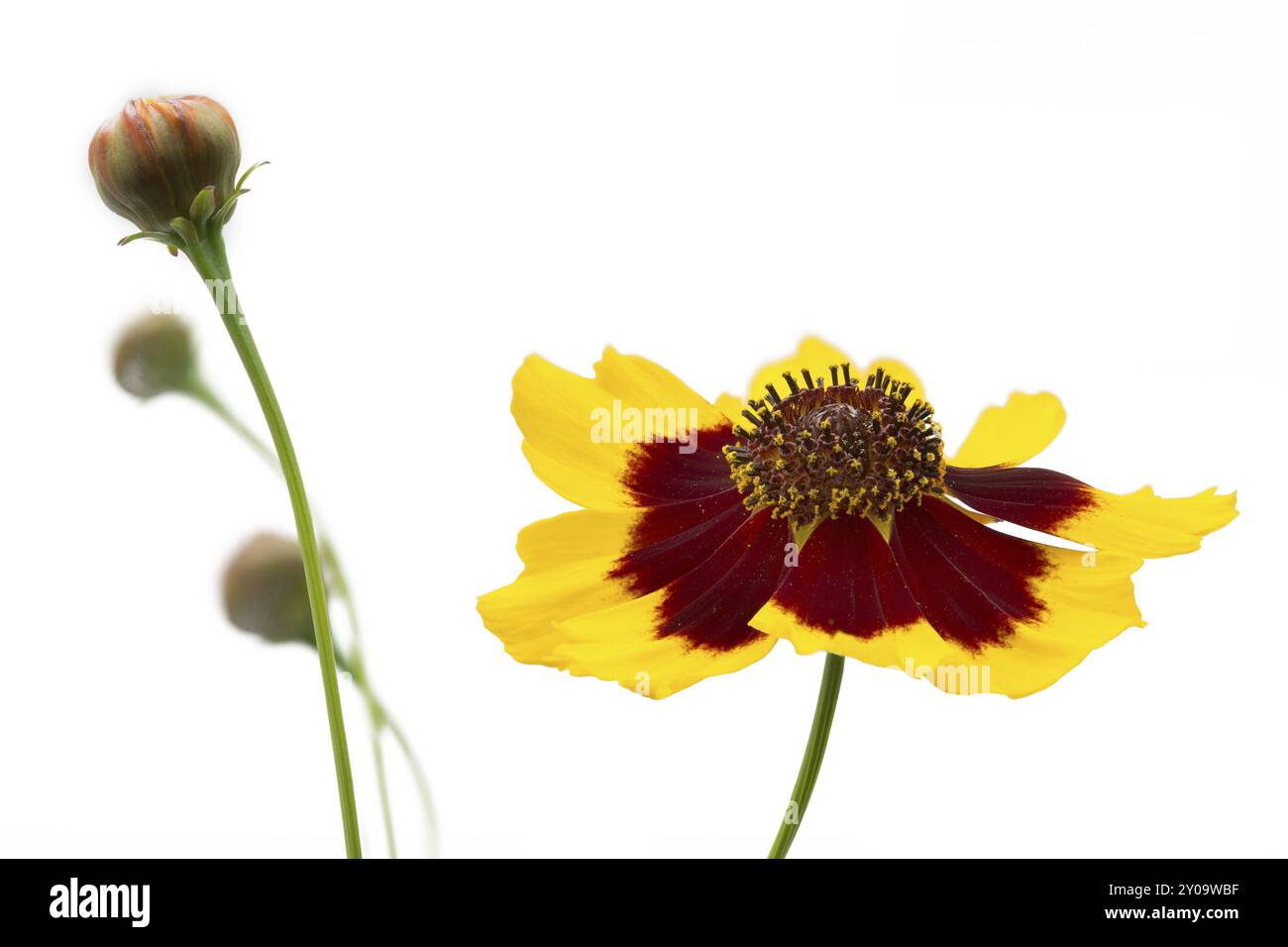 Kleines Mädchenauge (Coreopsis lanceolata), freistehend Stockfoto