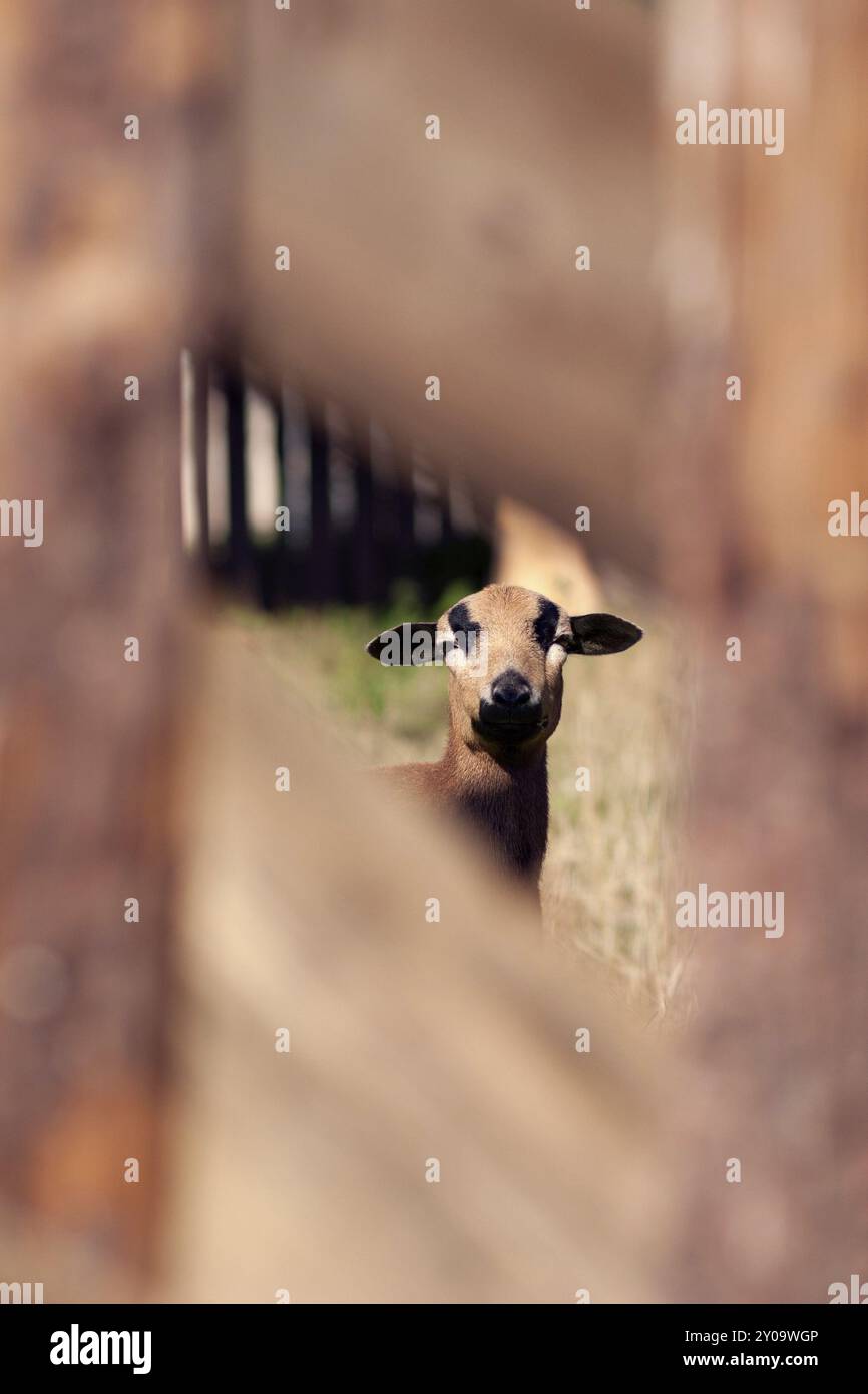 Ein Schaf kann durch einen Gartenzaun sehen Stockfoto