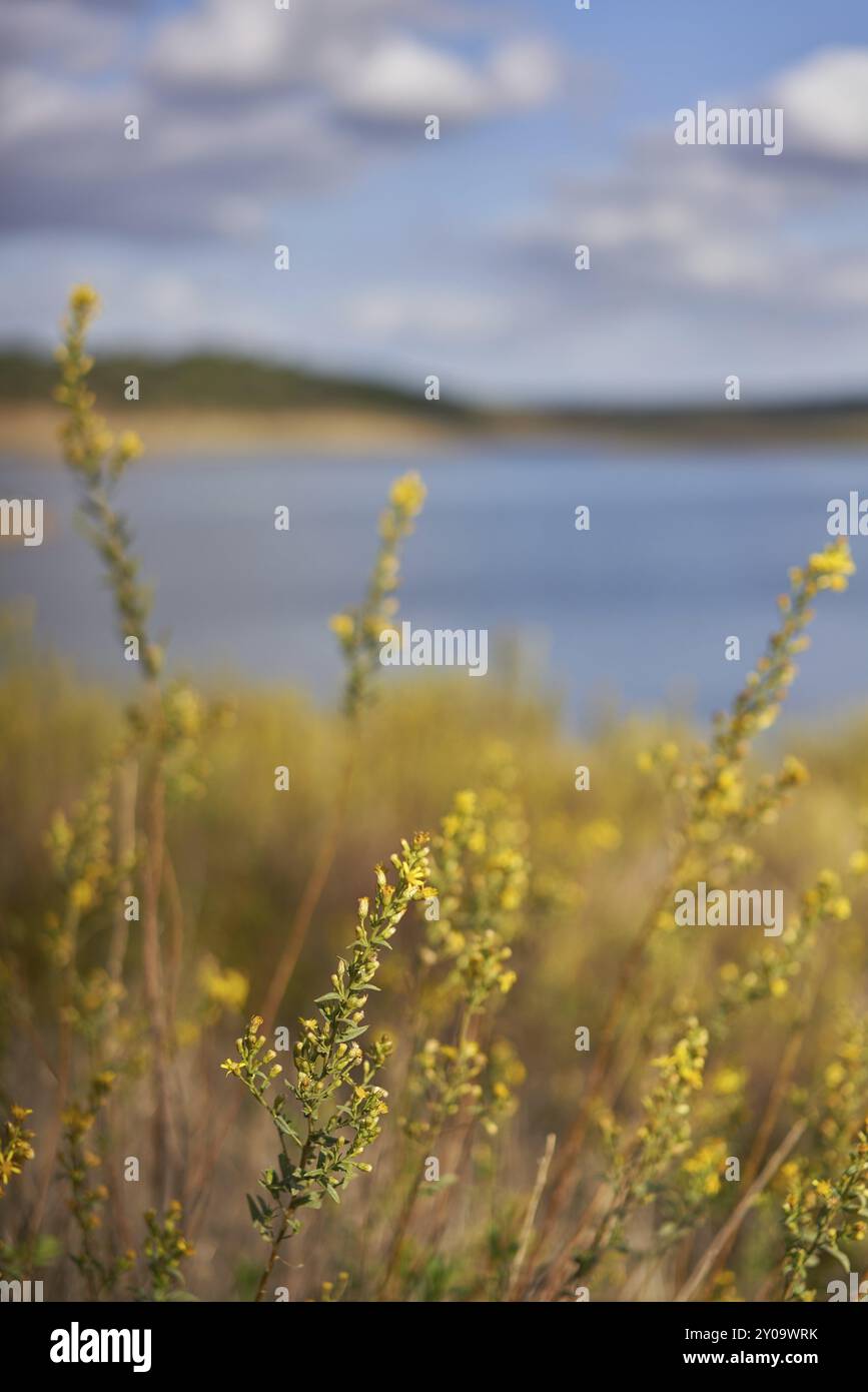 Naturlandschaft des Minutos-Stausees mit gelben Blumen an einem sonnigen Tag in Alentejo, Portugal, Europa Stockfoto