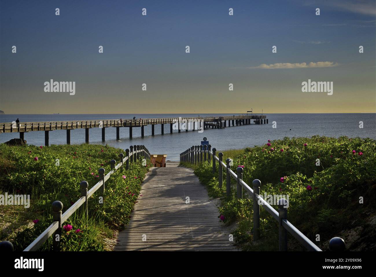 Verlassener Holzsteg führt durch grüne Vegetation direkt zum ruhigen Meer Rügen (Binz 1) Stockfoto