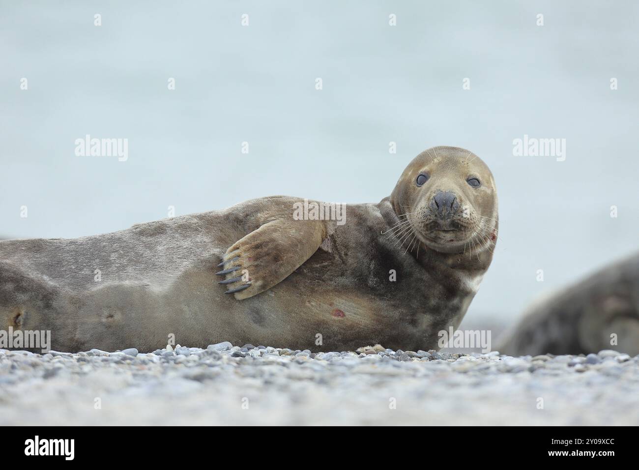 Graurobbe (Halichoerus grypus), ausgewachsenes männliches Tier, Stier, am Strand gelegen, Helgoland, Düne, Nordsee, Insel, Schleswig-Holstein, Deutschland, Europa Stockfoto