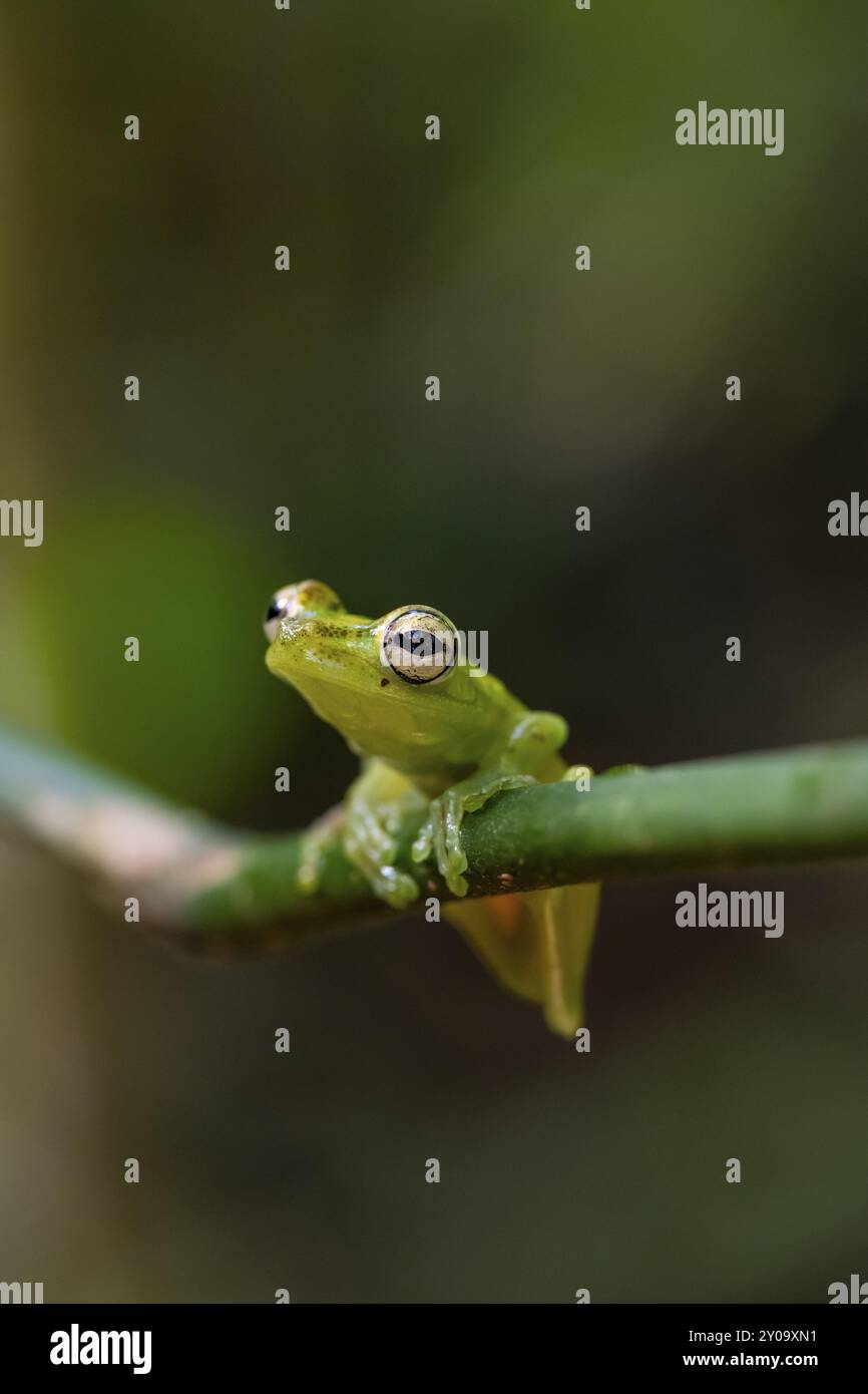 Glasfrosch (Centrolenidae) auf einem Stab, Provinz Heredia, Costa Rica, Mittelamerika Stockfoto