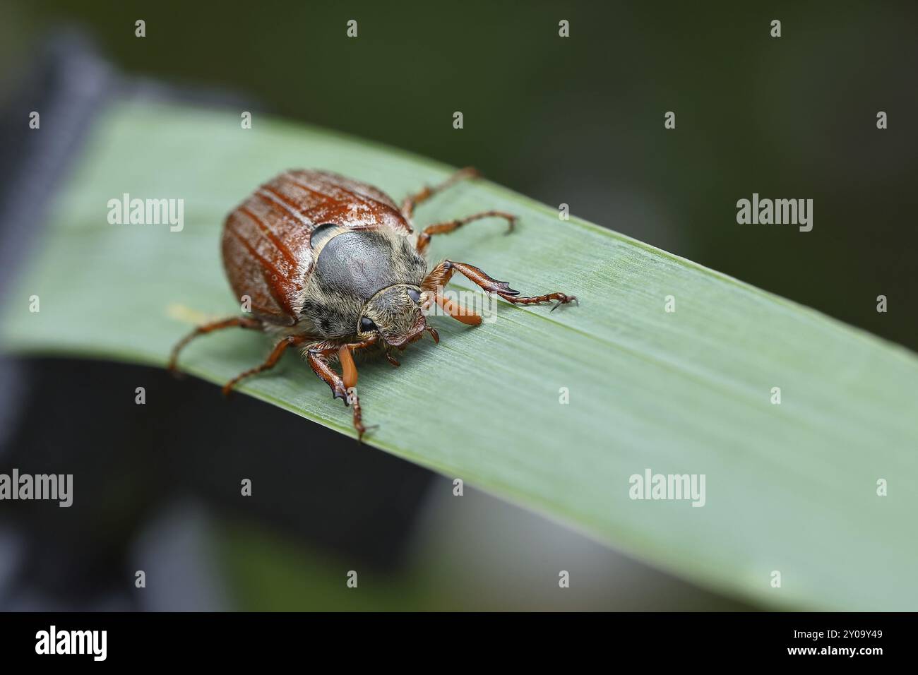 Nördlicher Hakenschafer (Melolontha hippocastani), männlich, auf einem Blatt eines breitblättrigen Bulrusches (Typha latifolia), Wilnsdorf, Nordrhein-Westfalen, Stockfoto