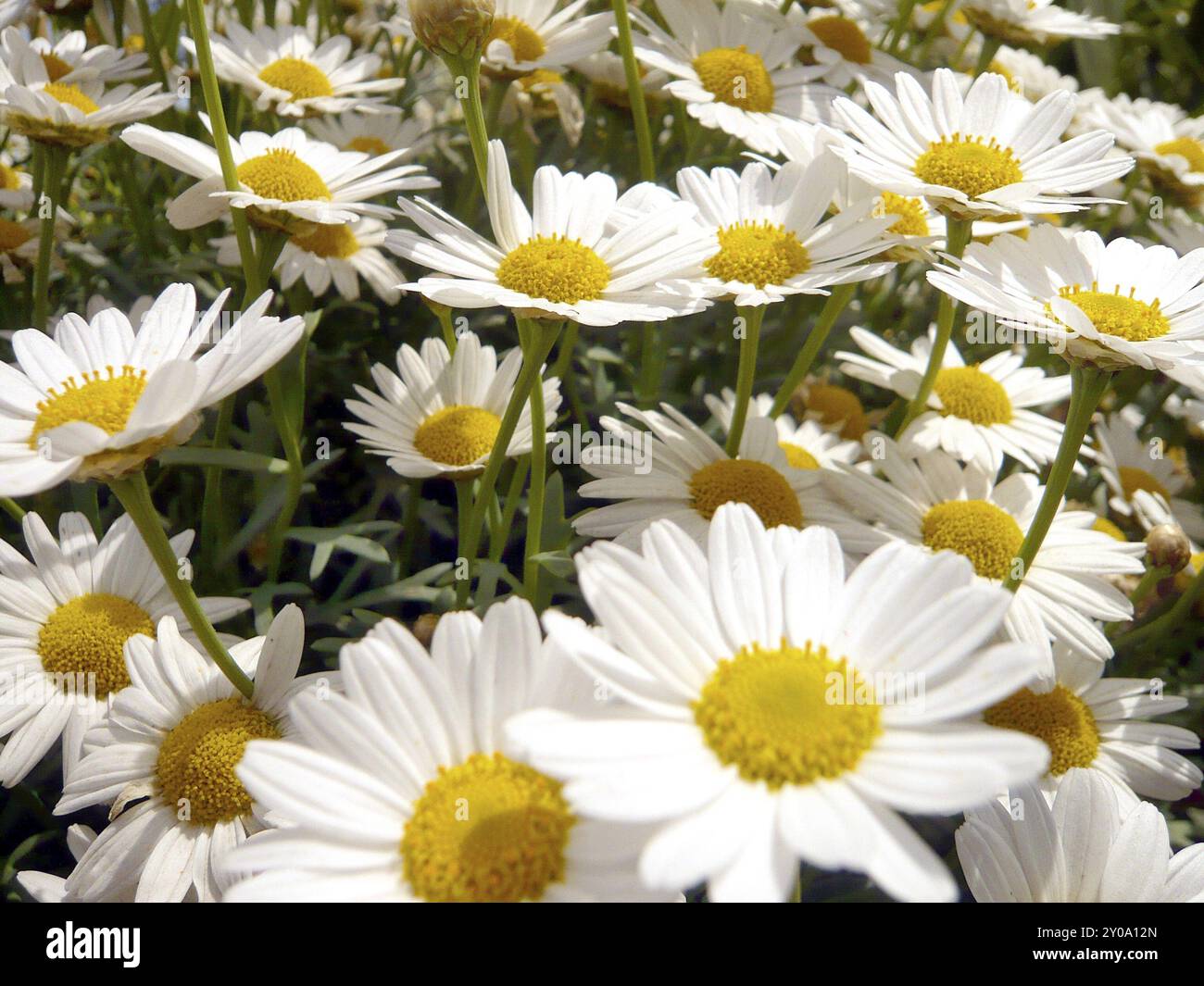 Viele schöne marguerite Blumen auf einer wunderschönen Wiese oder Garten Vollbild Stockfoto