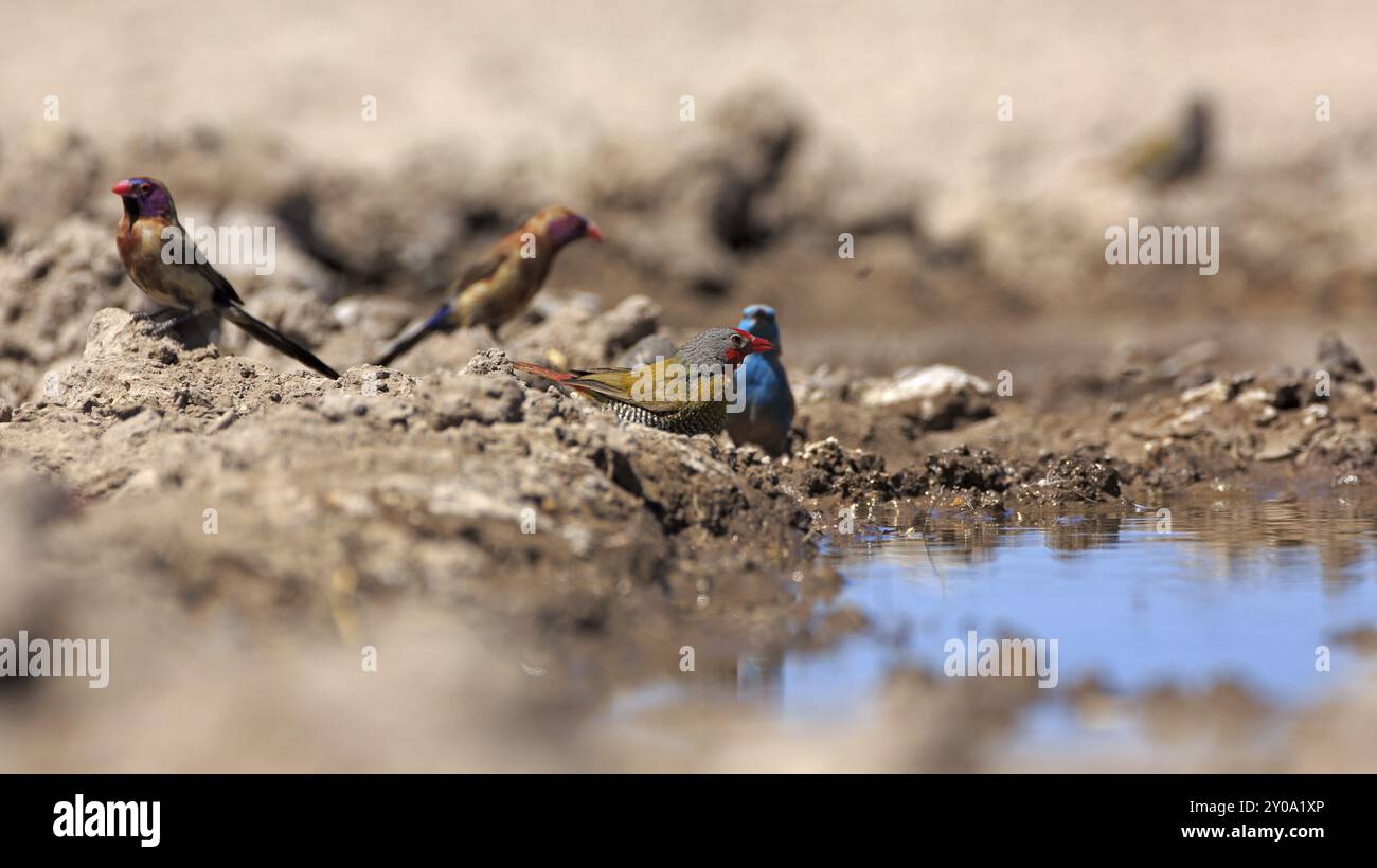 Bunte Fahnen, Angola Schmetterling finch und Granatfahnen Stockfoto