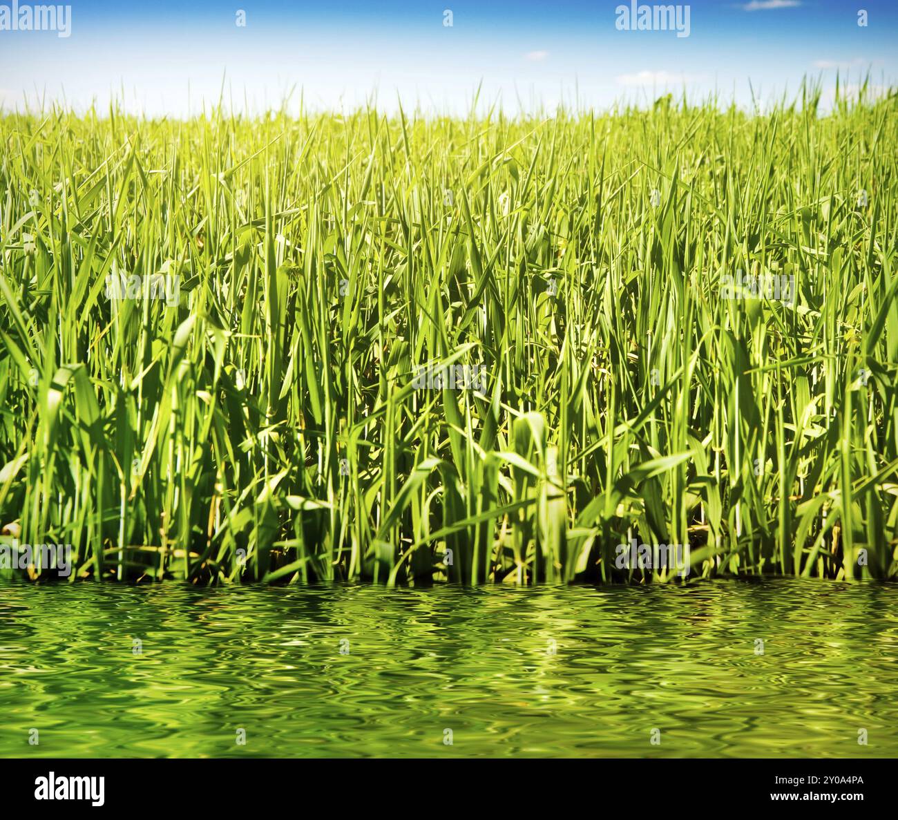 Nahaufnahme von grünem Gras über blauem Himmel, das sich im Wasser spiegelt Stockfoto