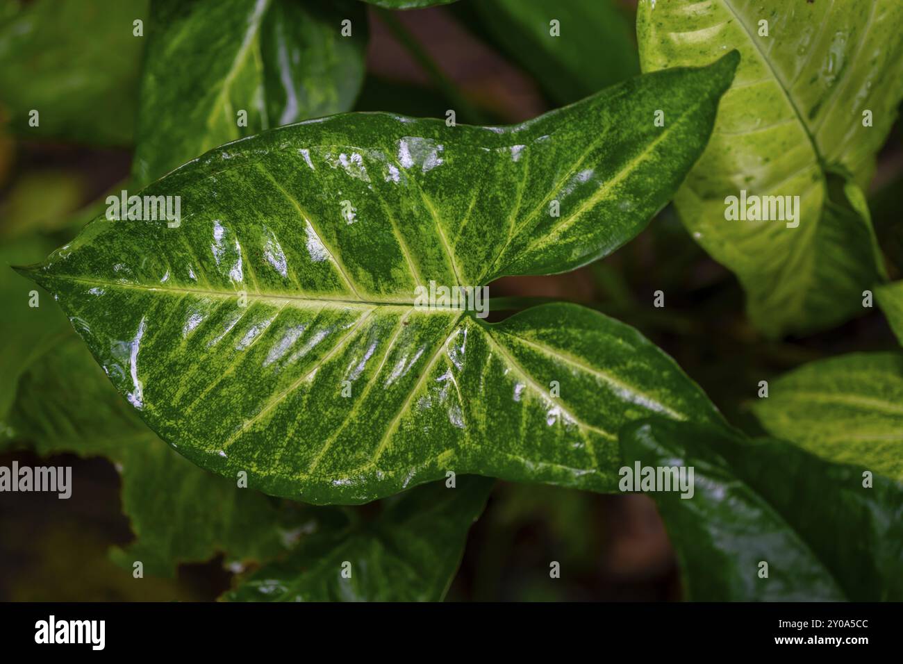 Purpurmotte (Syngonium podophyllum), Details im Dschungel, dichte Vegetation, Tortuguero Nationalpark, Costa Rica, Mittelamerika Stockfoto