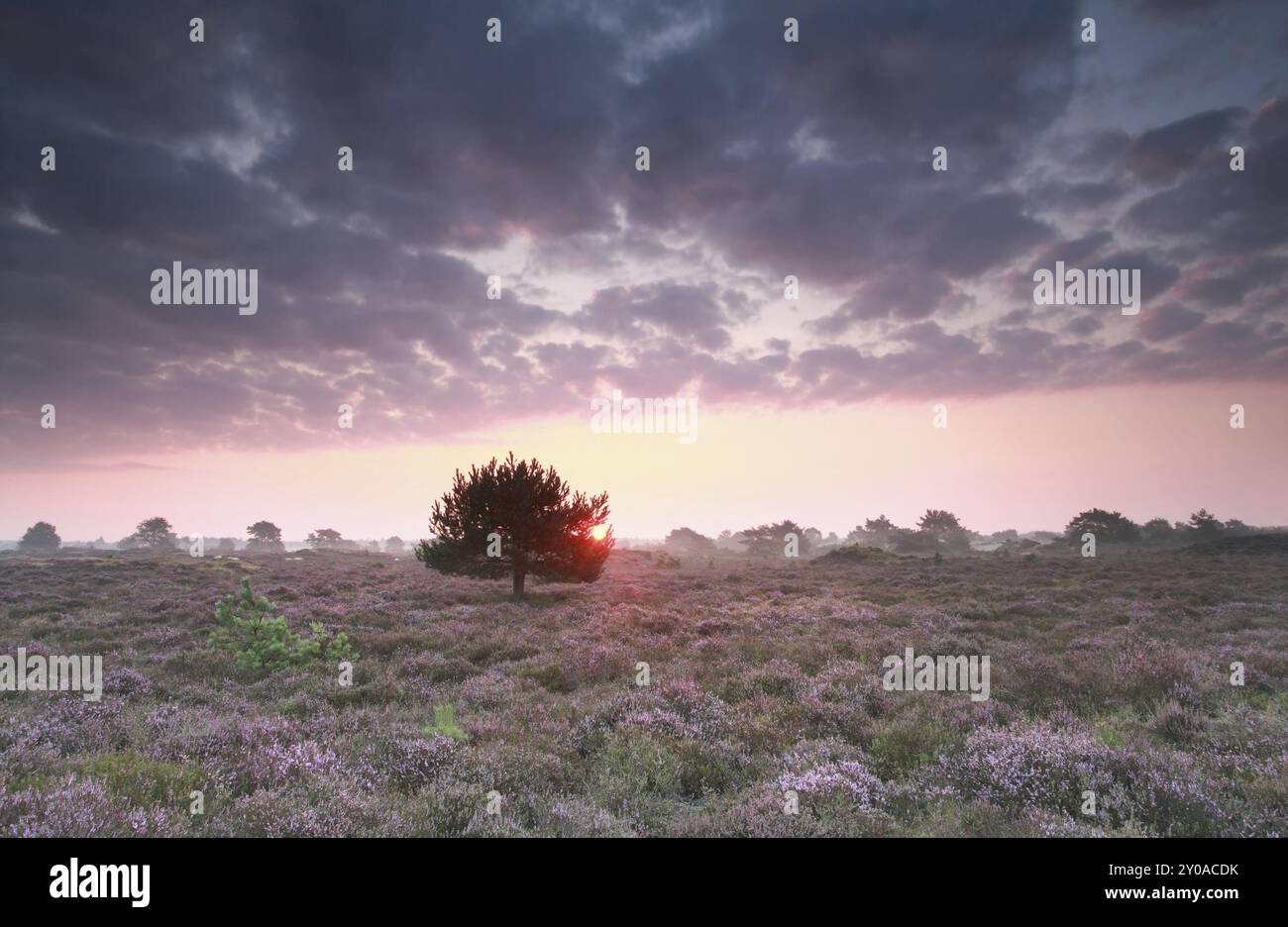 Sonnenaufgang und blühendes lila Heidekraut, Drenthe, Niederlande Stockfoto