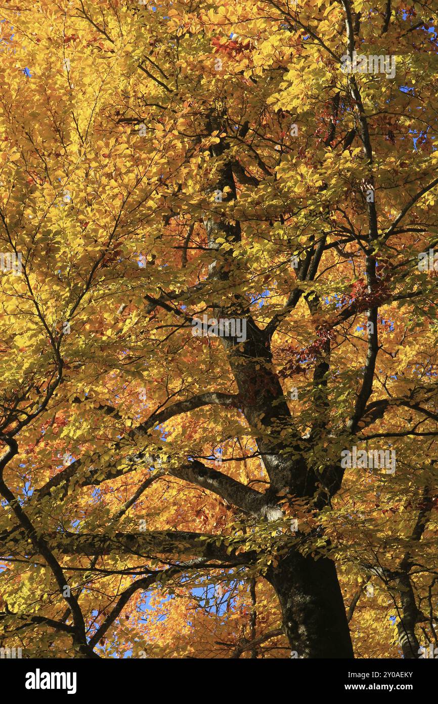 Herbstbild. Detail einer Buche Stockfoto