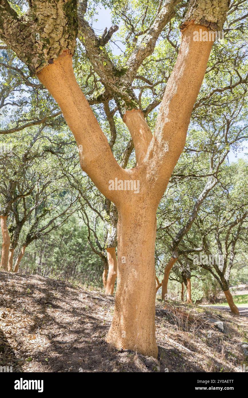 Obstgarten mit entnommener Rinde auf Korkeichen in portugiesisch Algarve Stockfoto