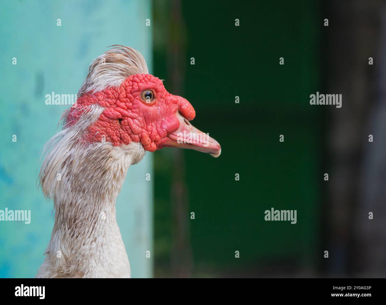 Eine Nahaufnahme des Kopf- und Nackenprofils einer älteren Prominente mit weißen Federn, roter Haut im Gesicht und Schnabel, vor einem blau-grünen Walm. Stockfoto