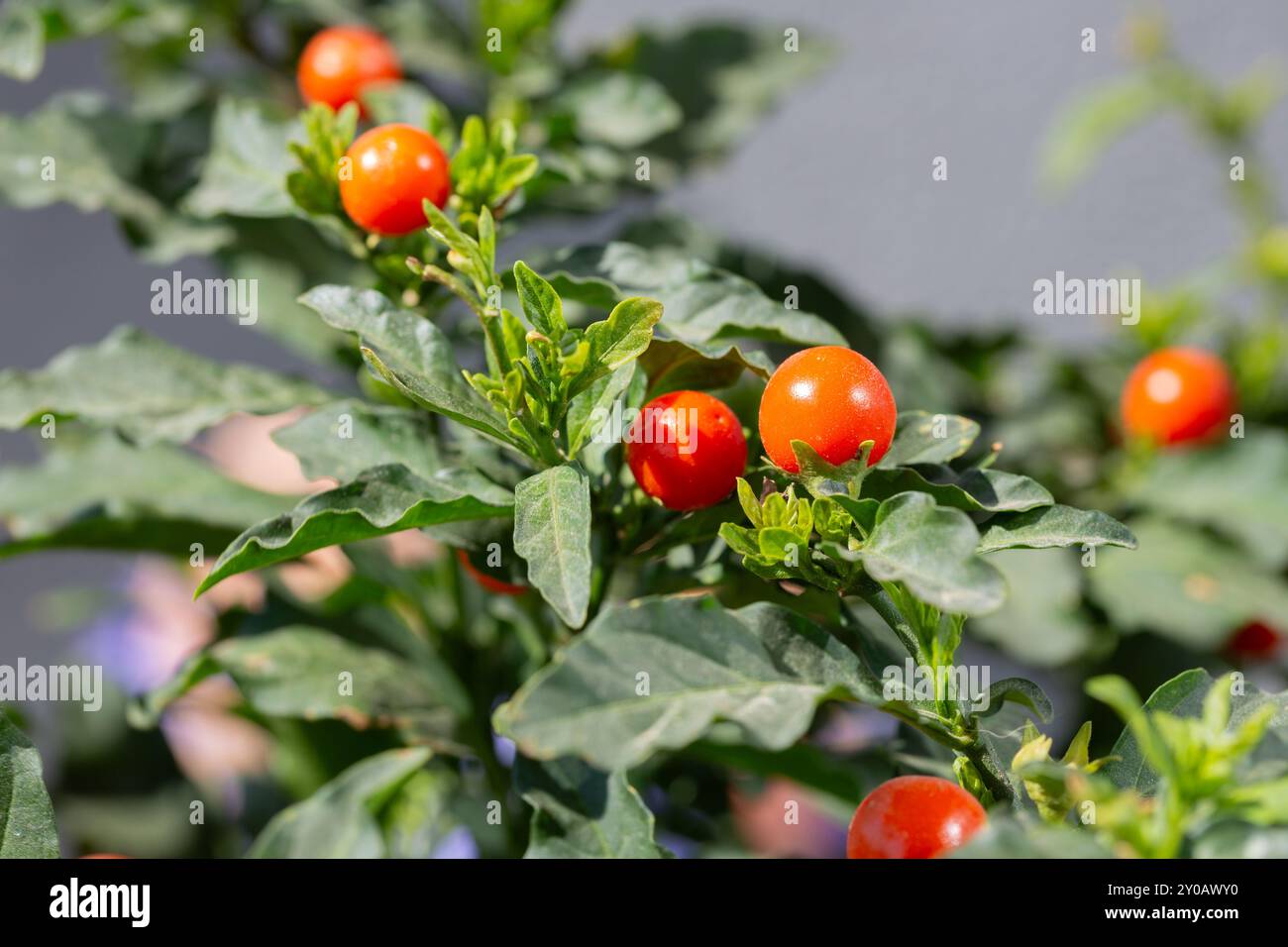 Kirschtomaten (Solanum pimpinellifolium), die in einem organisch angebauten Agrarforstsystem in der Stadt Rio de Janeiro, Brasilien, wachsen. Stockfoto