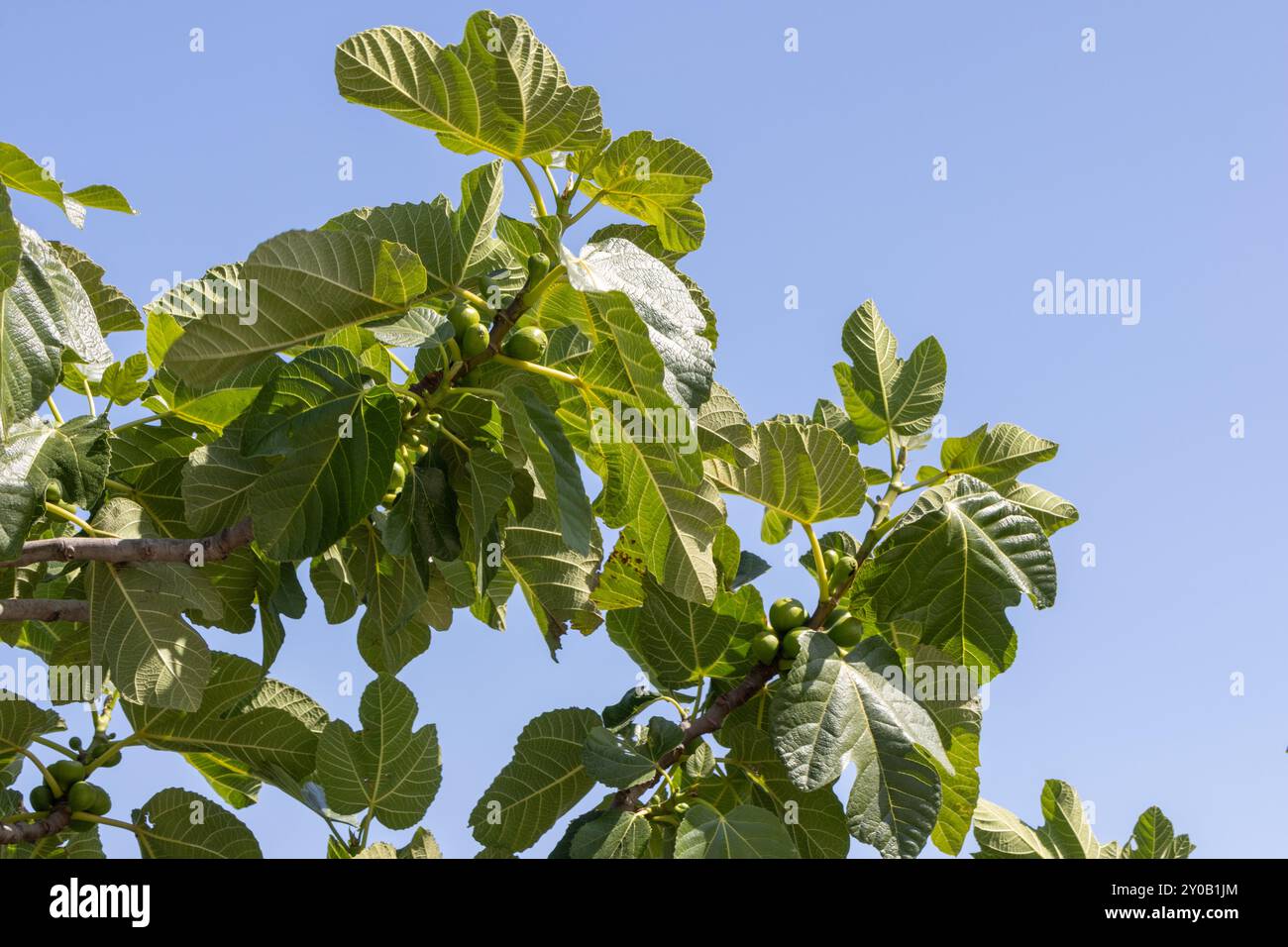 Feigenzweig mit unreifen Früchten, die im Sommer am blauen Himmel wachsen Stockfoto