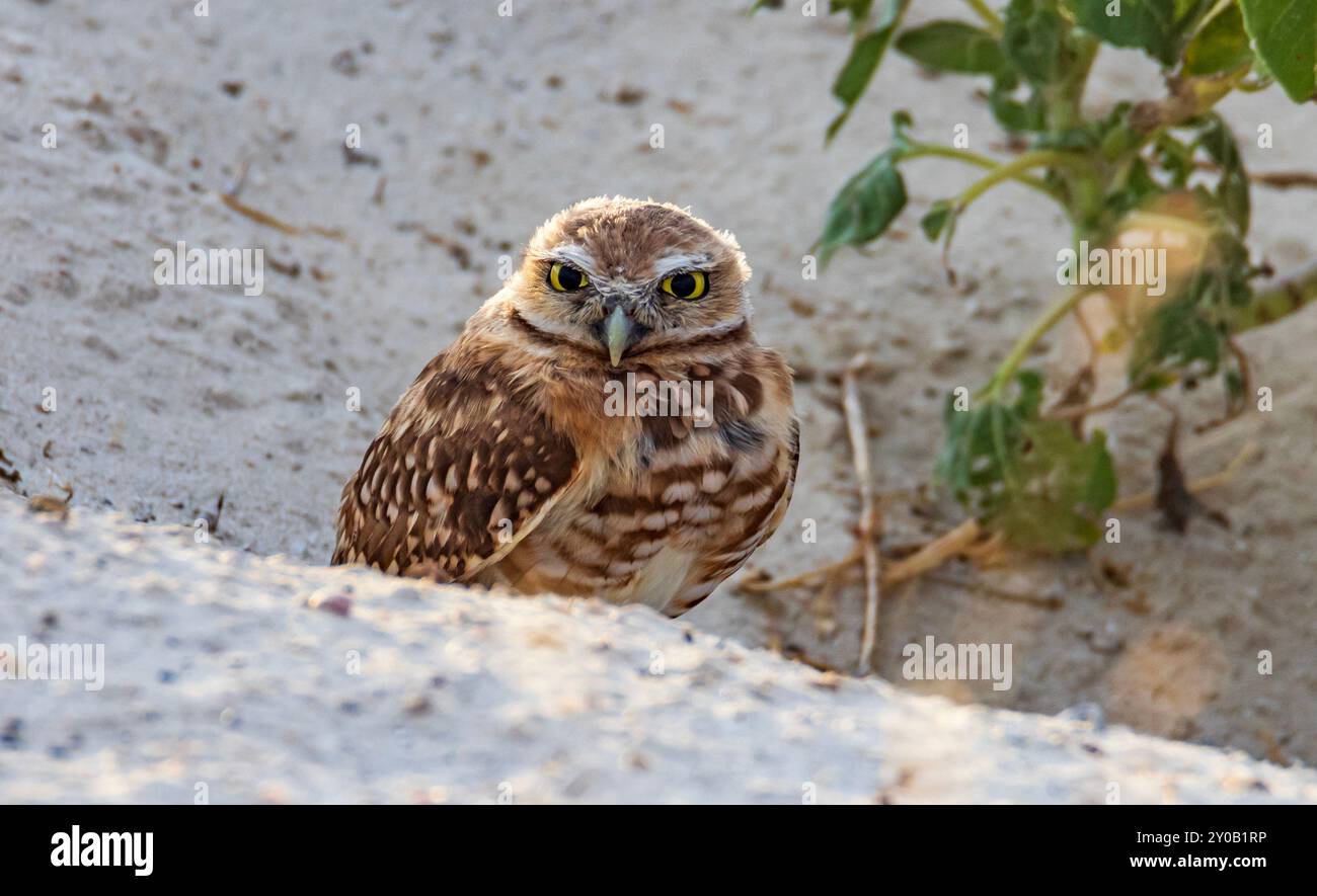 Eine Grabeize (Athene cunicularia) steht am Eingang ihres Grabens im Antelope Island State Park in Syracuse, Davis County, Utah, USA. Stockfoto