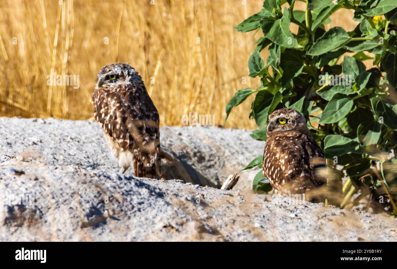 Zwei Grabeizen (Athene cunicularia) stehen am Eingang ihres Grabens im Antelope Island State Park in Syracuse, Davis County, Utah, USA. Stockfoto