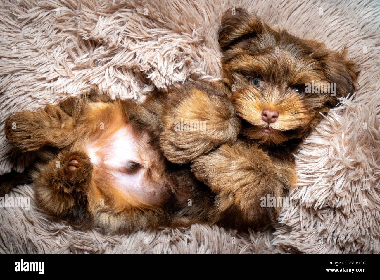 Ein süßer, schokoladenfarbener Hündchen aus Havanna findet auf einem großen, flauschigen Kissen Komfort. Stockfoto