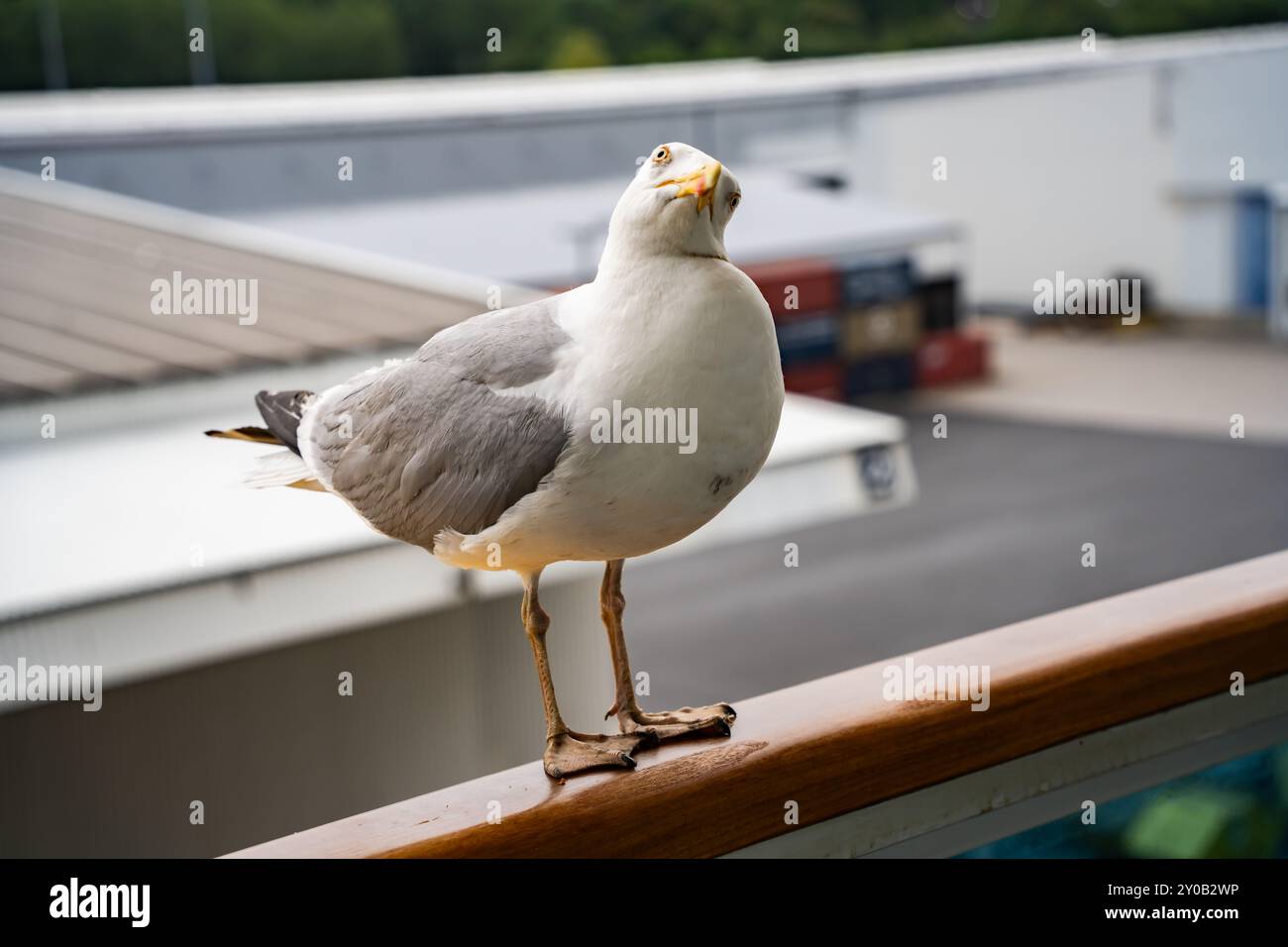 Die Möwe im Norwegischen Meer ist ein großer Vogel. Es gibt 23 verschiedene Möwen- oder Möwenarten auf der Welt und 7 leben in Norwegen. Furchtlos und neugierig. Stockfoto