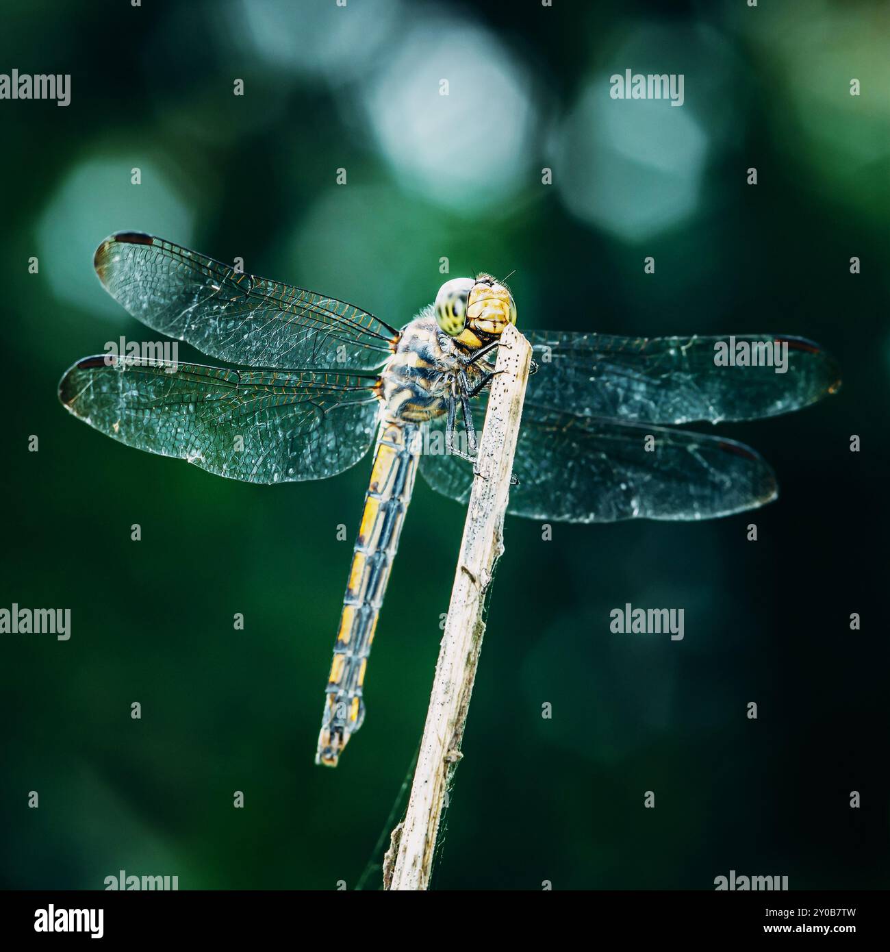 Eine Libelle auf einem Baumzweig und Naturhintergrund, selektiver Fokus, Insektenmakro, buntes Insekt in Thailand. Stockfoto