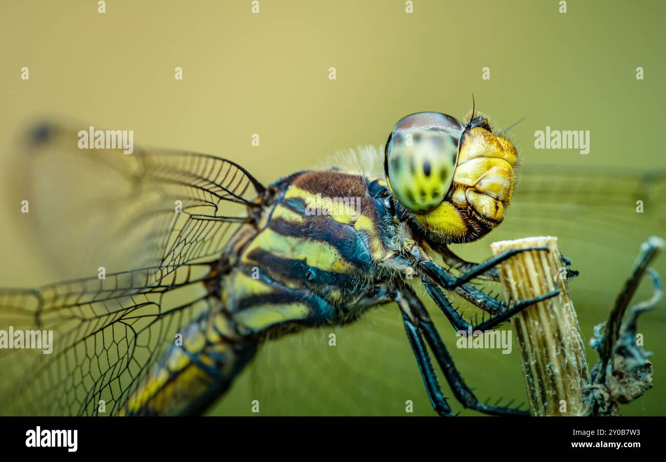Eine Libelle auf einem Baumzweig und Naturhintergrund, selektiver Fokus, Insektenmakro, buntes Insekt in Thailand. Stockfoto
