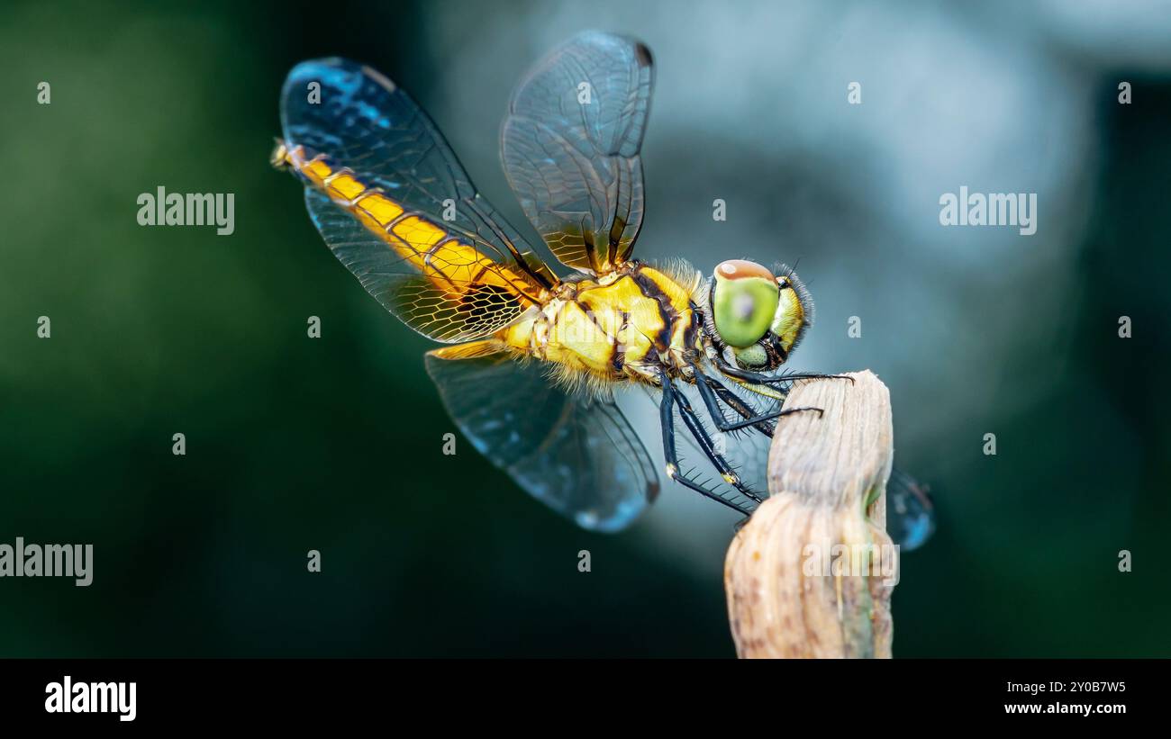 Eine Libelle auf einem Baumzweig und Naturhintergrund, selektiver Fokus, Insektenmakro, buntes Insekt in Thailand. Stockfoto