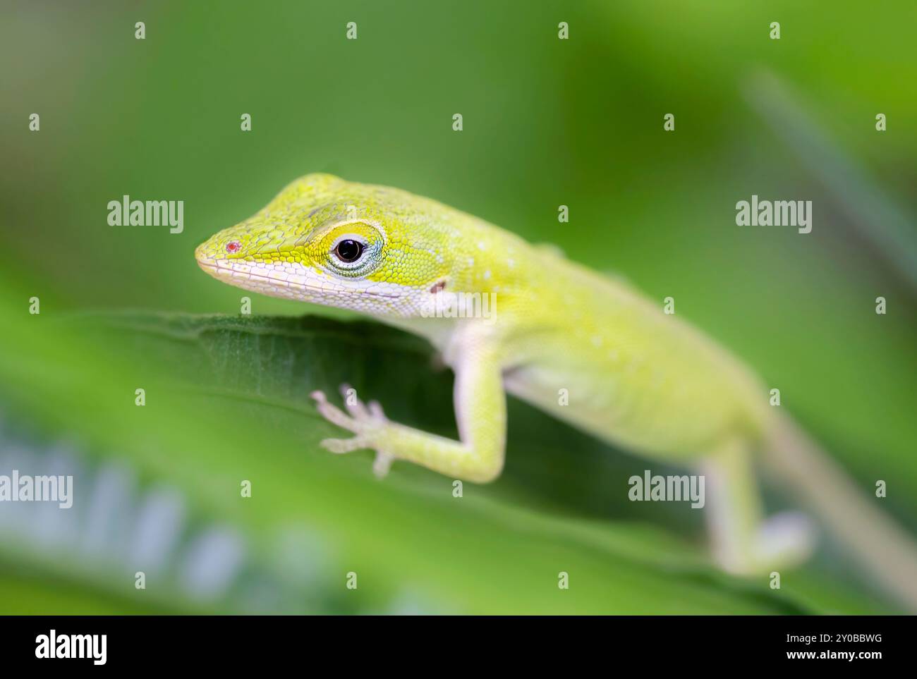 Carolanol (Anolis carolinensis) Nahaufnahme Stockfoto
