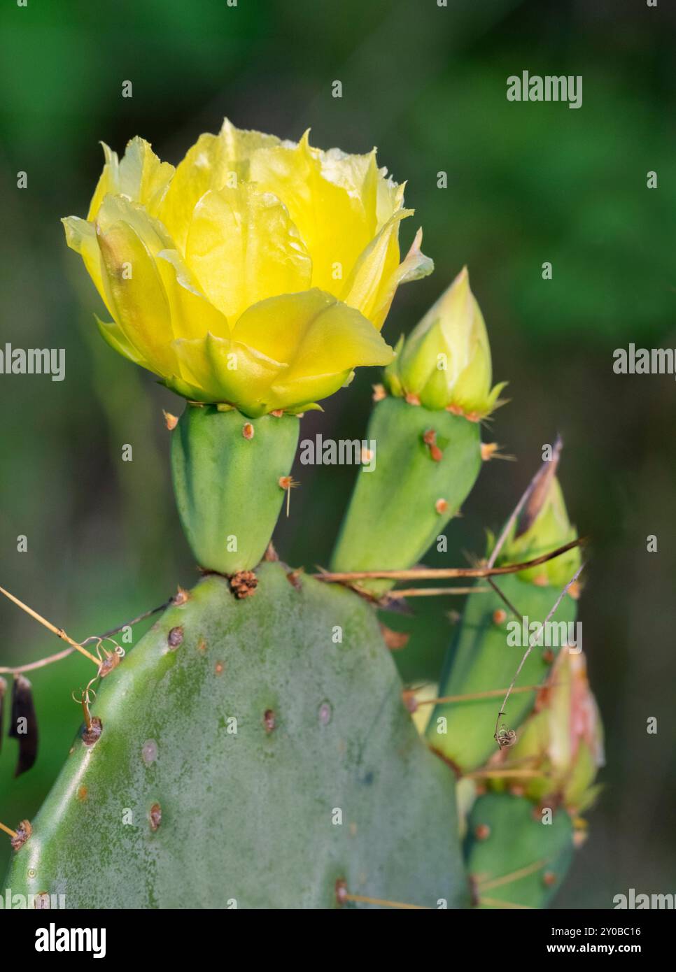 Der blühende Opuntia, Feigenkaktus, Texas, Galveston Stockfoto