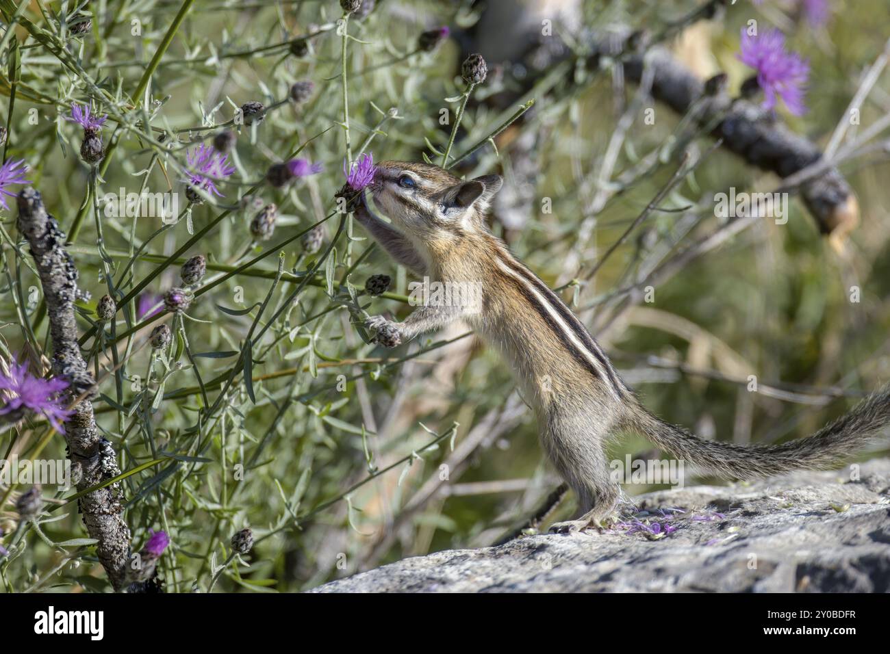 Ein niedliches Streifenhörnchen reicht hoch, um die Blüte im Farragut State Park im Norden von Idaho zu holen Stockfoto