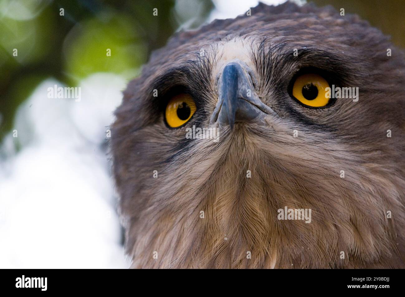 Eine eurasische Uhu im biblischen Zoo in Jerusalem, Israel. Stockfoto