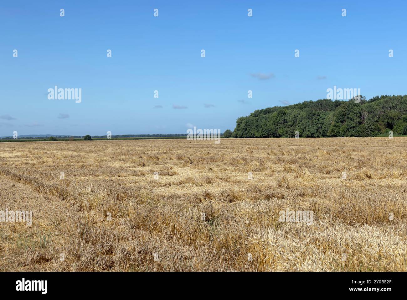 Ein Ackerfeld, auf dem reifer Weizen wächst, ein Feld mit goldenem, trockenem Weizen, das bereits reif ist Stockfoto