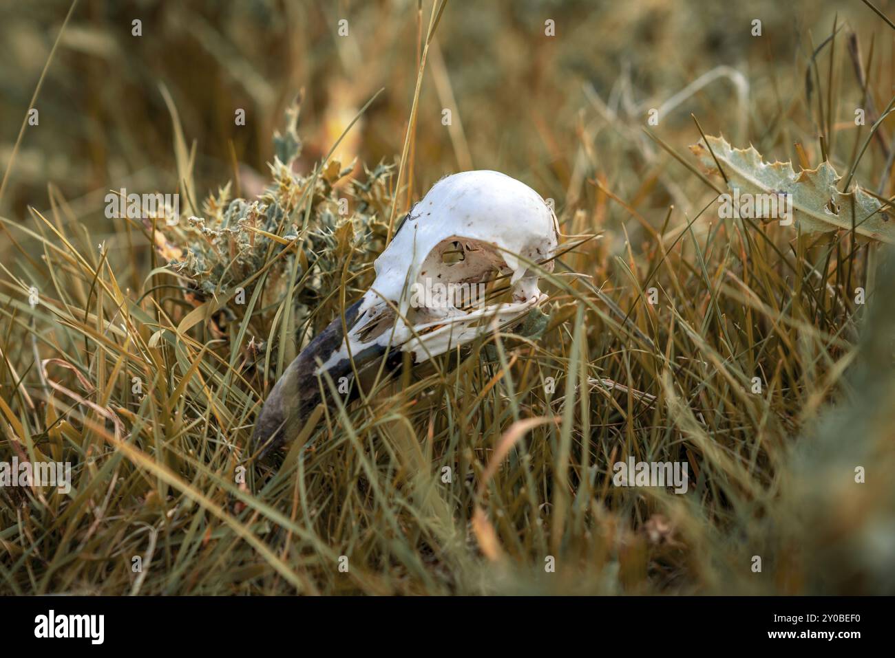 Schädelknochen eines Vogels im trockenen Gras, in der Nähe von Skipton, North Yorkshire, England, UK gesehen Stockfoto