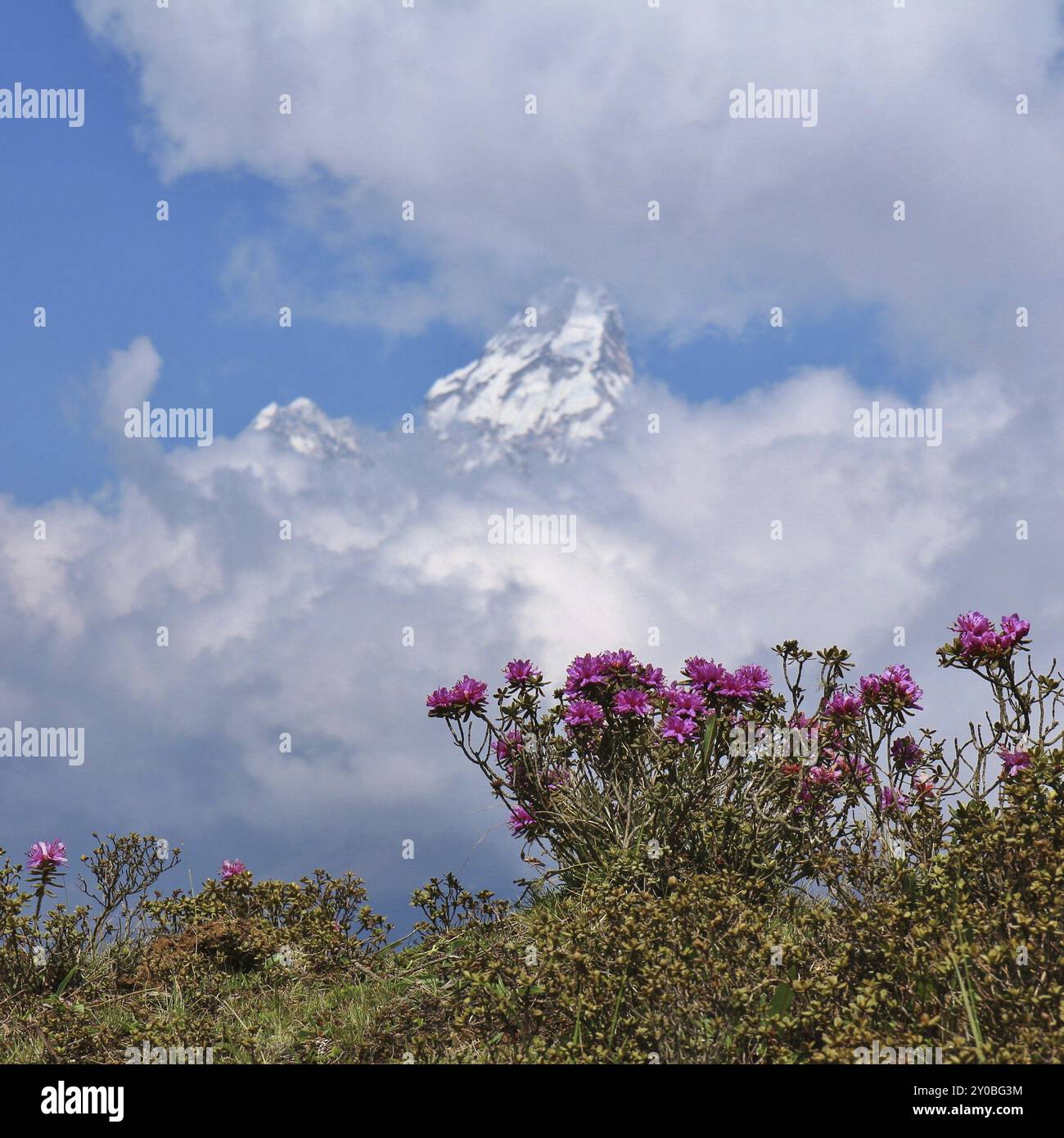 Rosa Wildblumen und Gipfel von Ama Dablam. Frühlingsszene im Everest-Nationalpark, Nepal, Asien Stockfoto