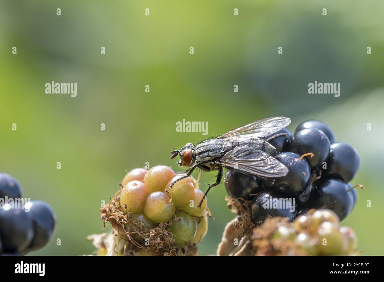 Grüne, rote und schwarze Brombeeren vor dunklem Hintergrund mit Leerzeichen Stockfoto