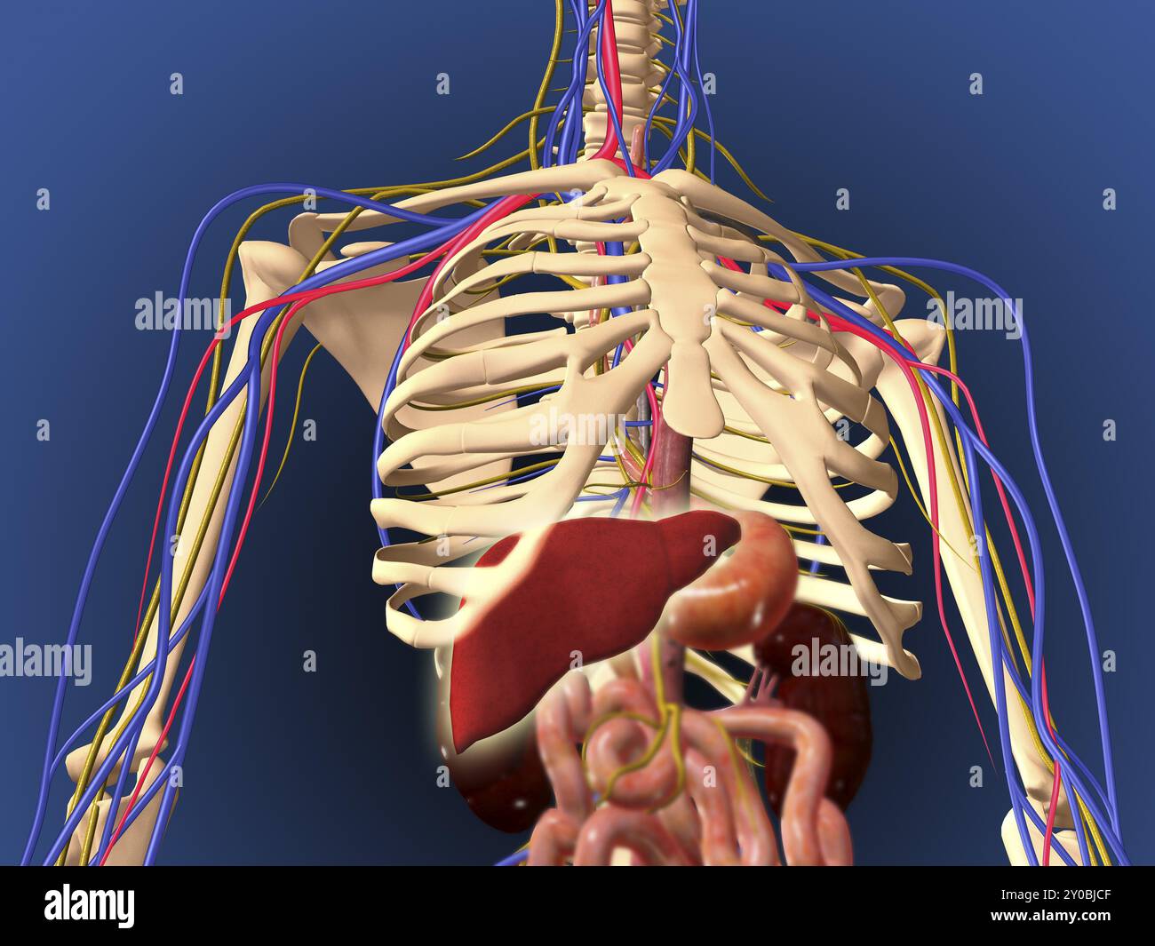 Menschliches Skelett mit Verdauungs- und Nervensystem Stockfoto