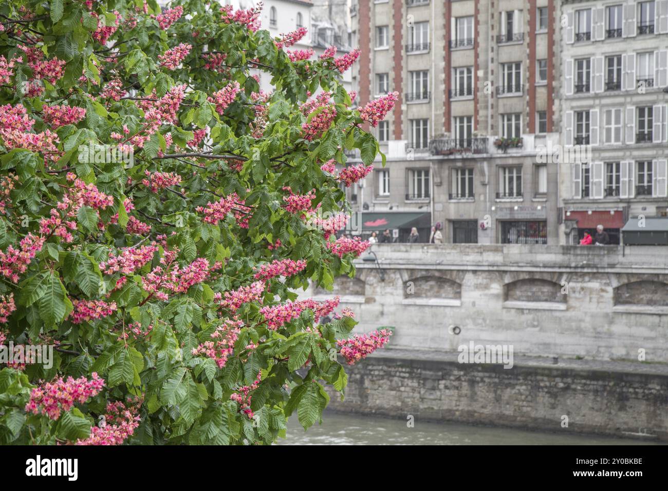 Blühender Kastanienbaum vor einer Hausfassade in Paris Stockfoto