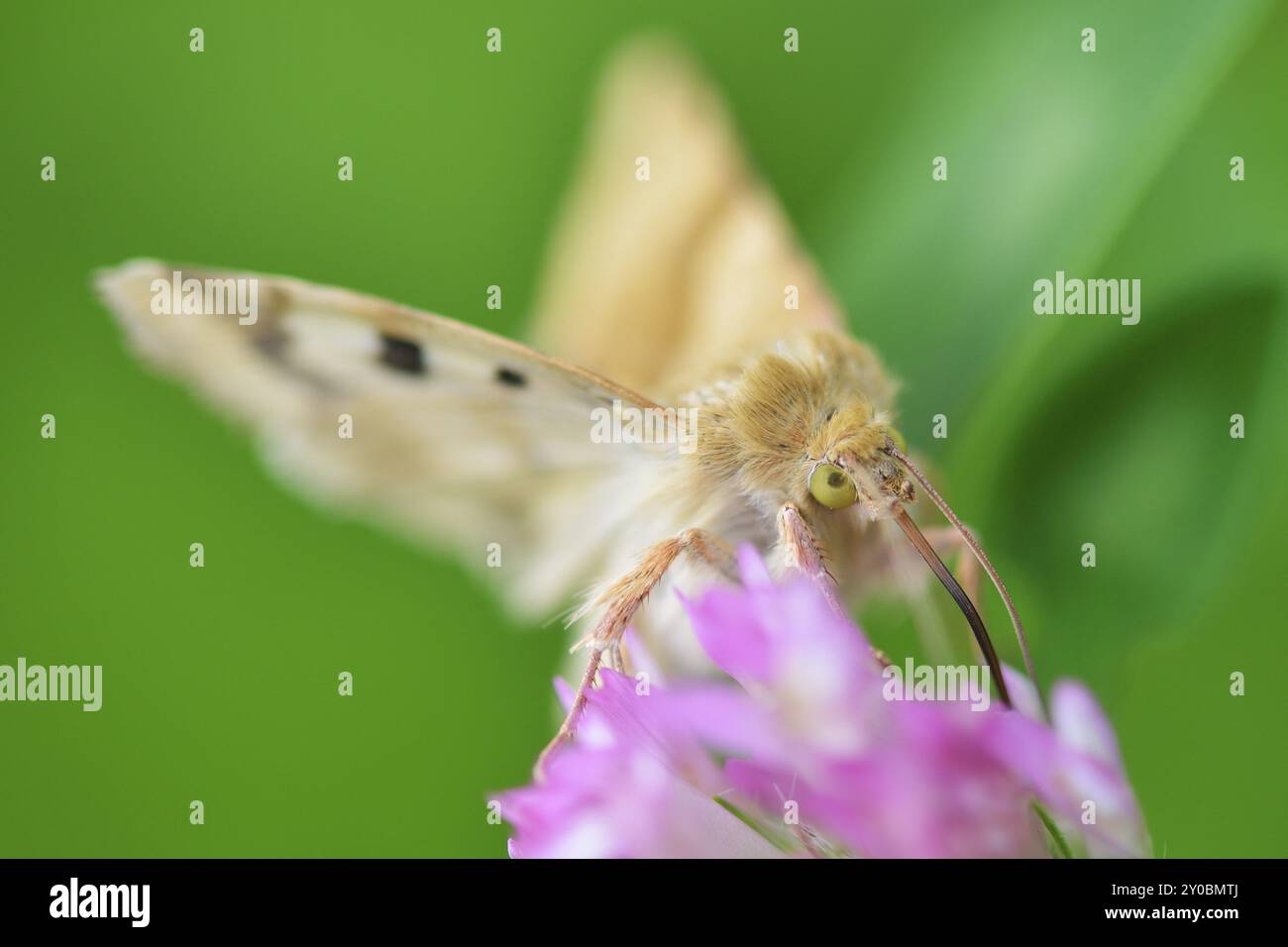 Marmorklee auf einer Blume, Sonneneule auf rotem Klee Stockfoto