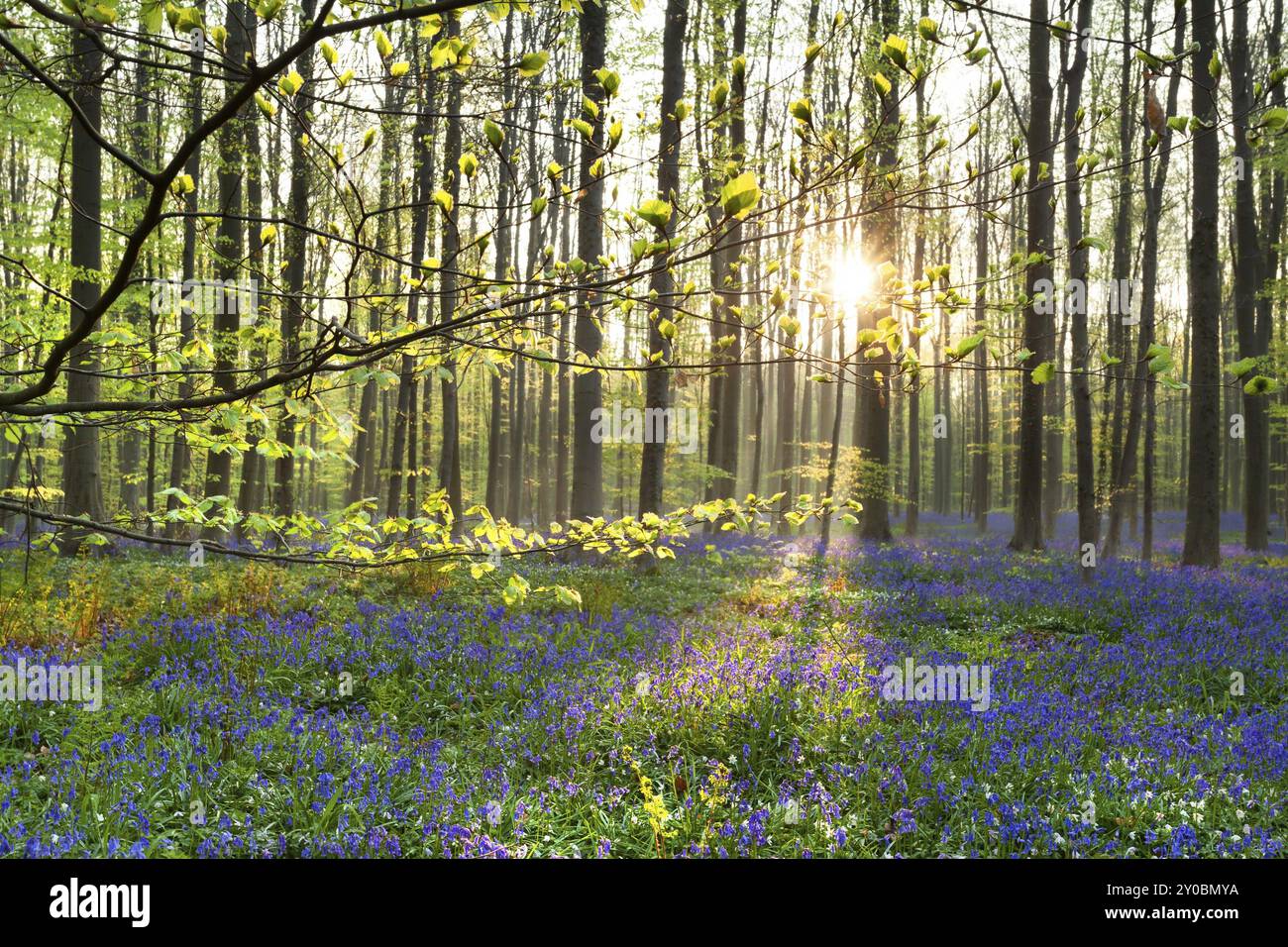 Morgensonne im Wald mit Blauglockenblumen, Belgien, Europa Stockfoto