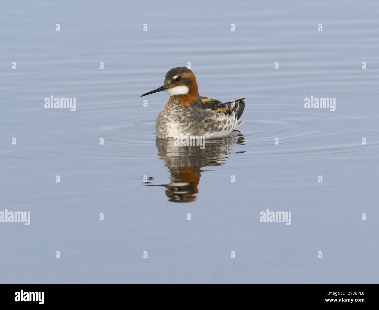 Rothalsphalarope (Phalaropus lobatus), Weibchen im Zuchtgefieder, schwimmt am Rand des Moorbeckens, Mai, Varanger Fjord, Norwegen, Europa Stockfoto