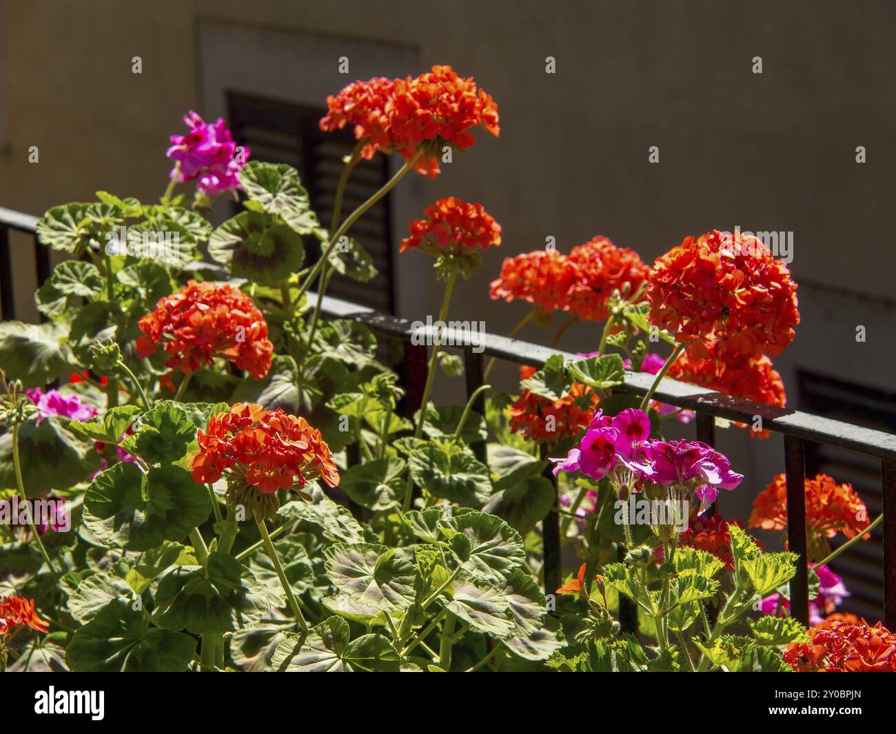 Leuchtende Blumen auf einem Balkon, die in roten und lila Farben in der Sonne leuchten, palma de mallorca, mallorca, balearen, spanien Stockfoto