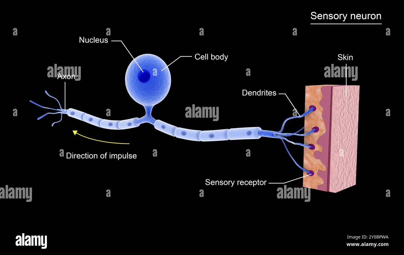 Konzeptuelles Bild eines sensorischen Neurons Stockfoto