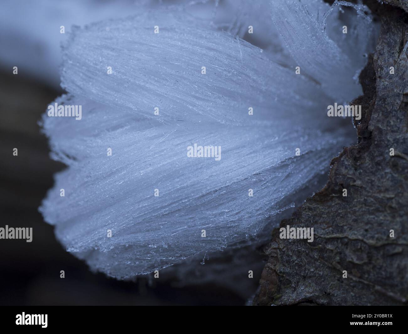 Das seltene Naturphänomen von Haareis bildet sich auf verfaultem Holz, wenn ein bestimmter Schimmelpilz im Holz vorhanden ist Stockfoto