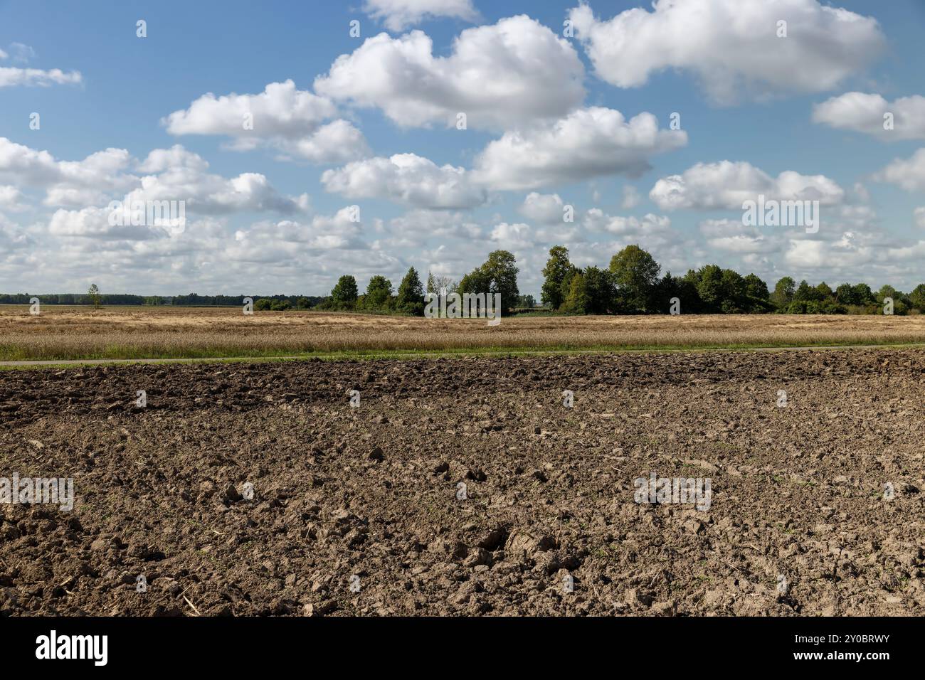 Ein Ackerfeld, auf dem reifer Weizen wächst, ein Feld mit goldenem, trockenem Weizen, das bereits reif ist Stockfoto
