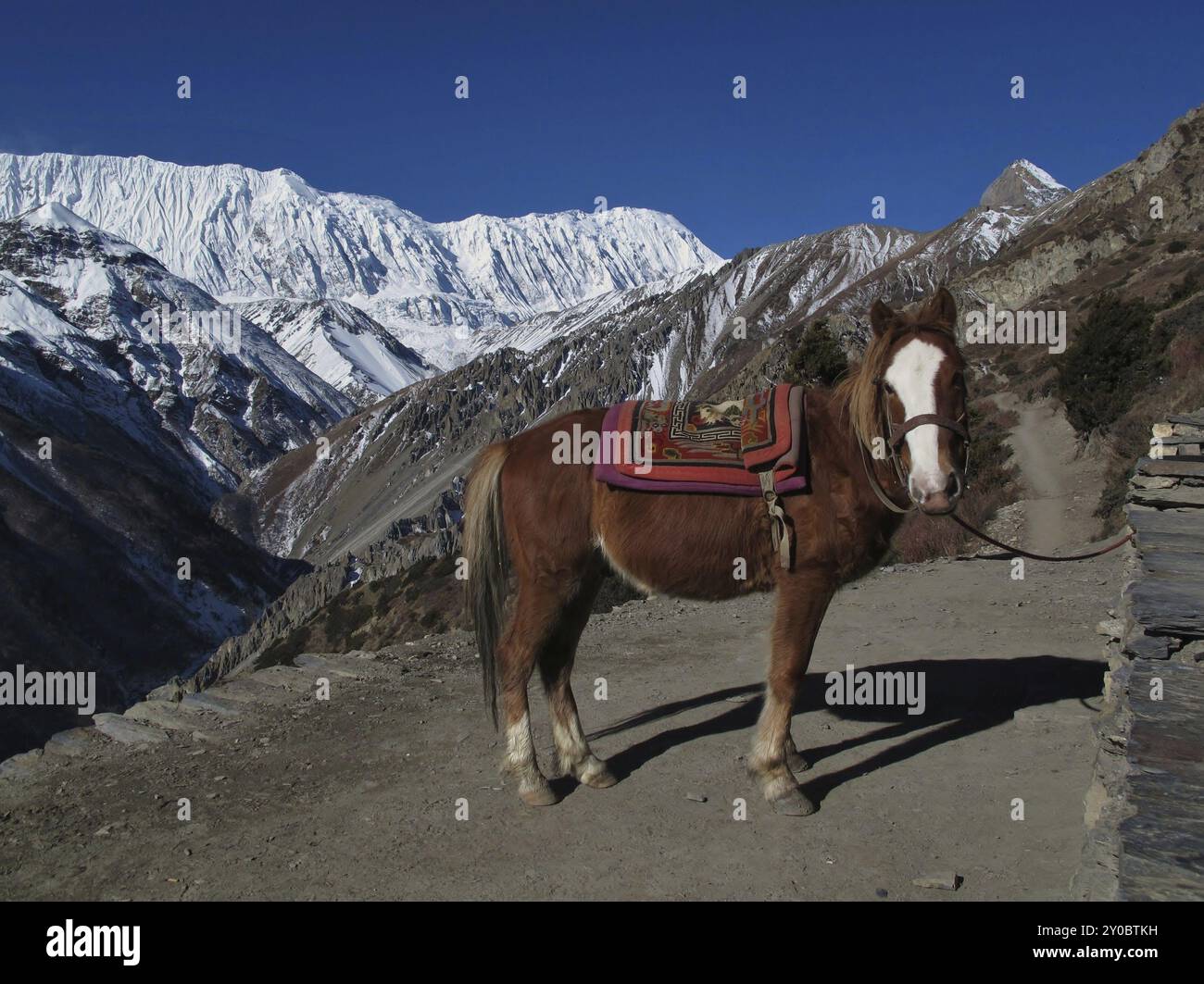 Horse and Tilicho Peak, Annapurna Conservation Area, Nepal, Asien Stockfoto