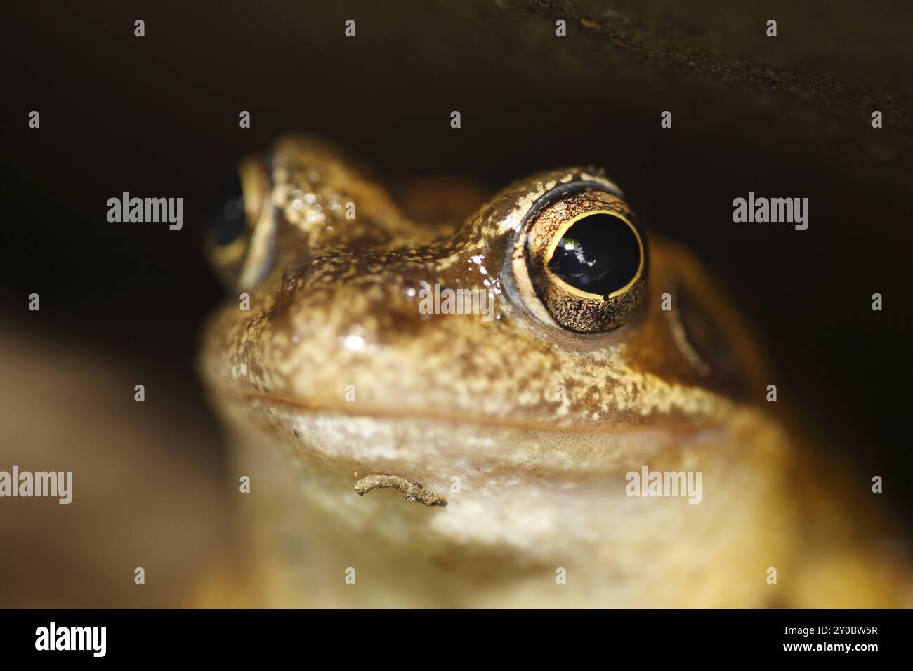 Grasfrosch, Porträt Stockfoto