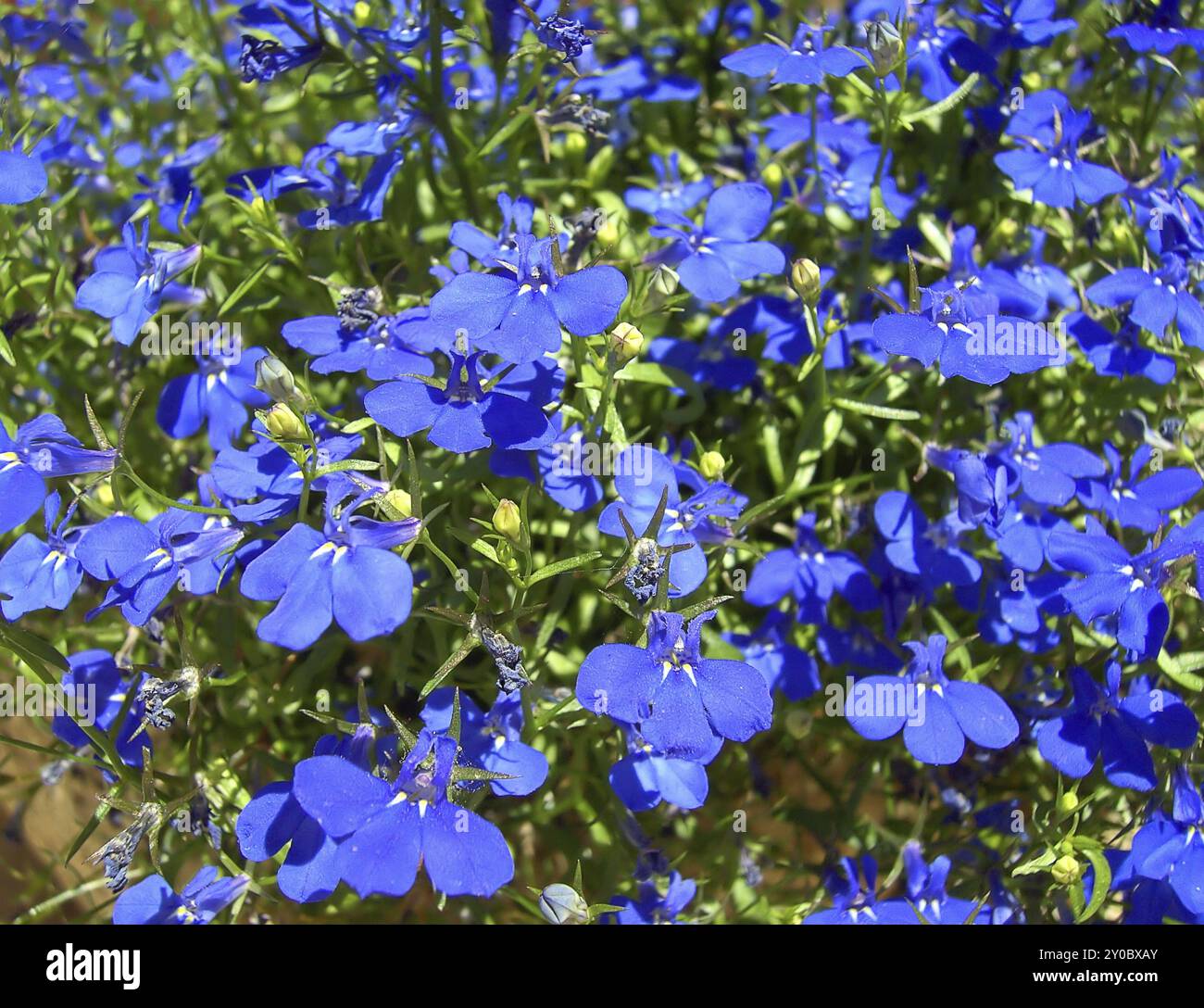 Männliche Lobelia, Garten Lobelia 01 Stockfoto