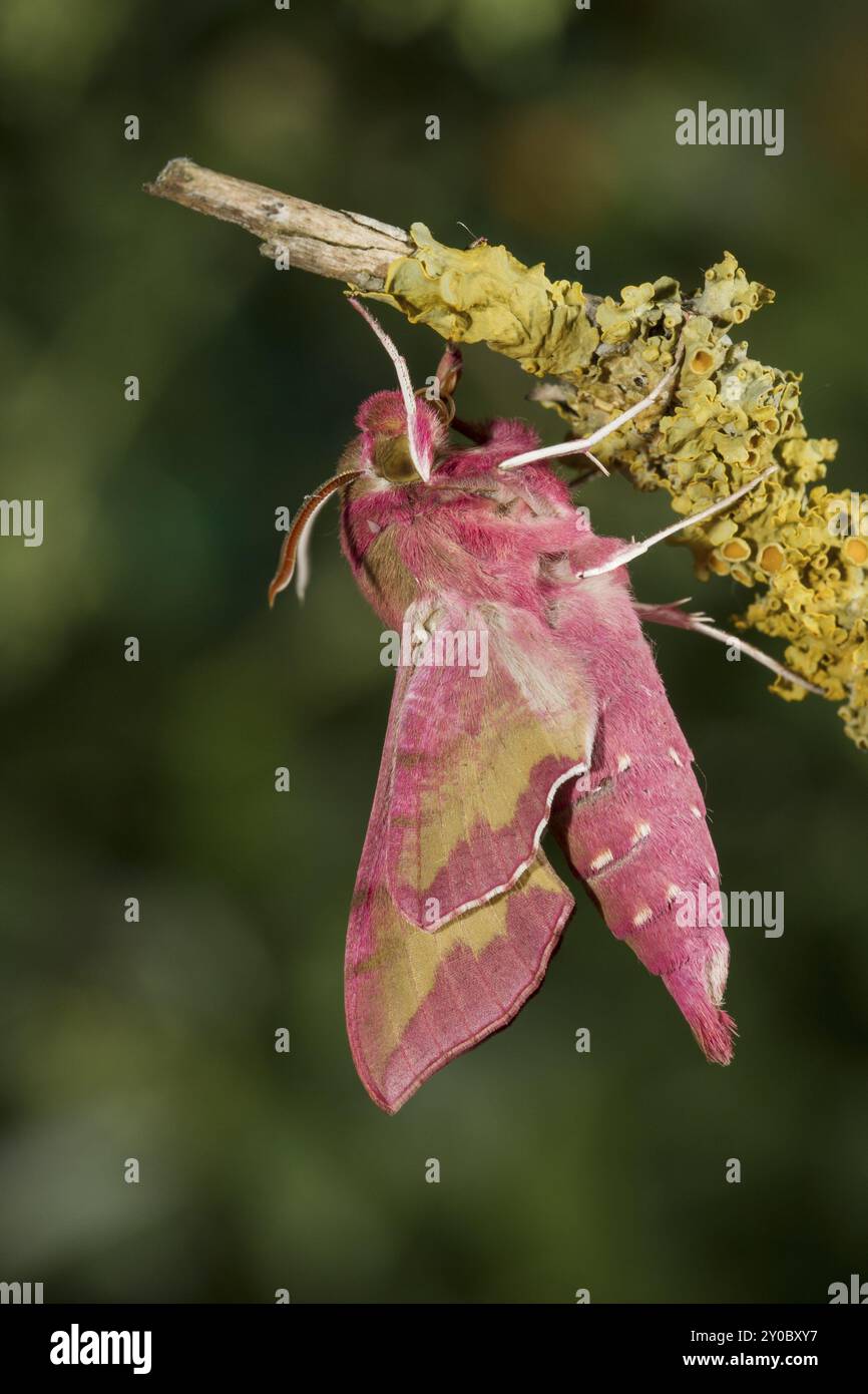 Kleine Elefantenfalke-Motte Deilephila porcellus, kleine Elefantenfalke-Motte Stockfoto